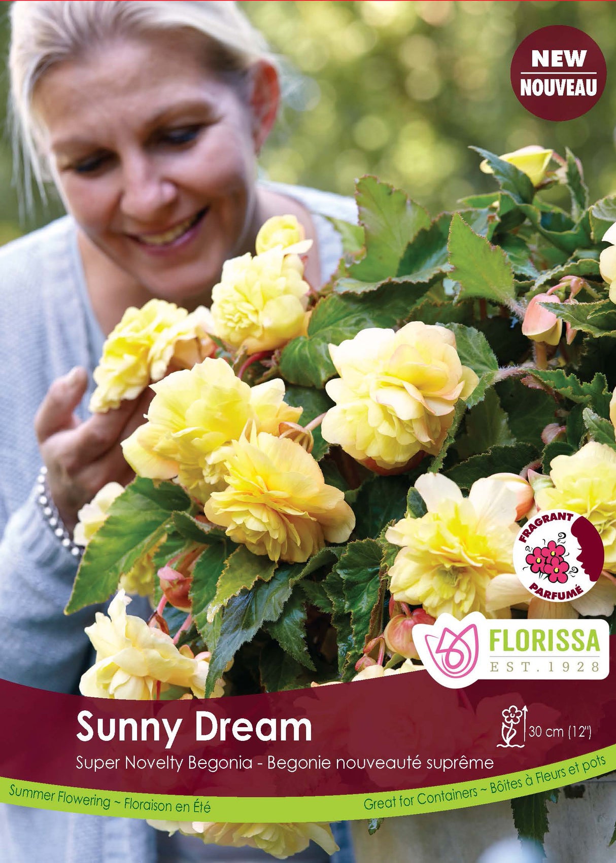 Begonia - Sup. Novelty Sunny Dream Retail Pkg