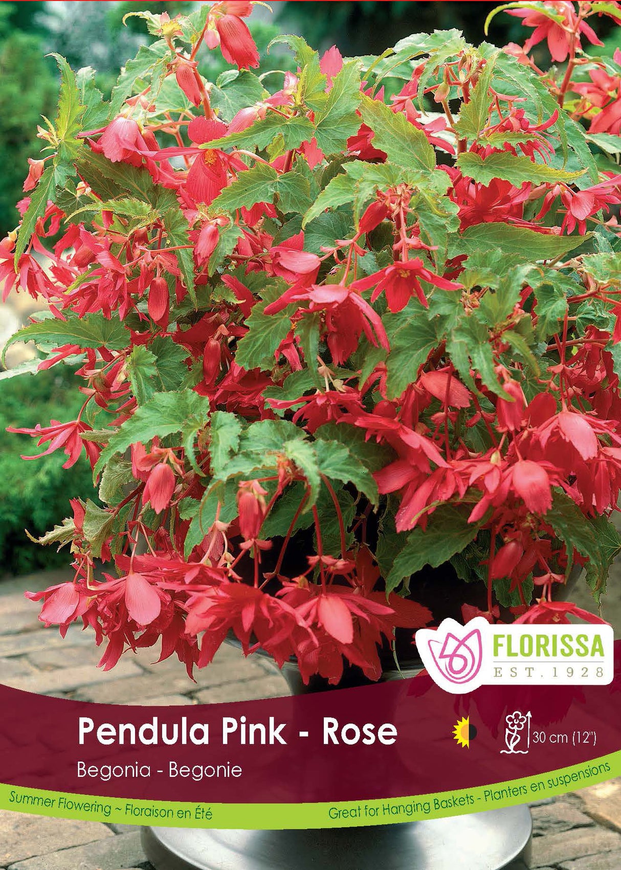 Begonia - Pendula Pink 6/up Retail Pkg