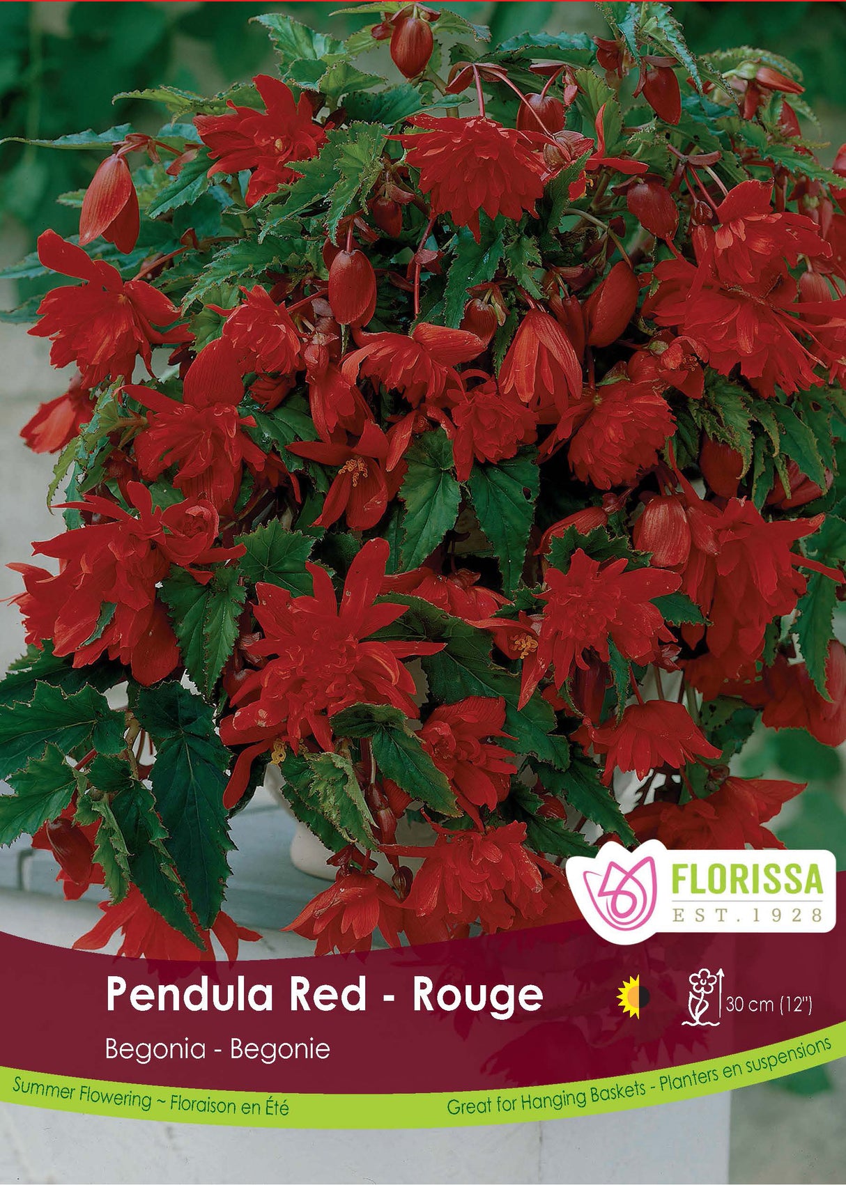 Begonia - Pendula Red 6/up Retail Pkg