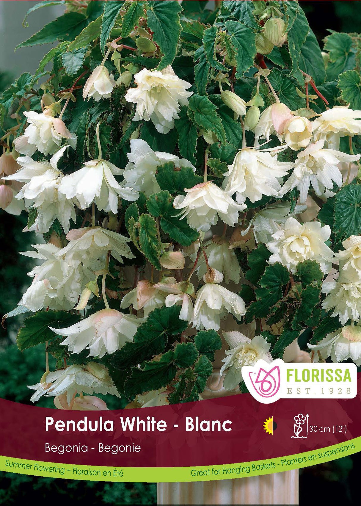 Begonia - Pendula White 6/up Retail Pkg