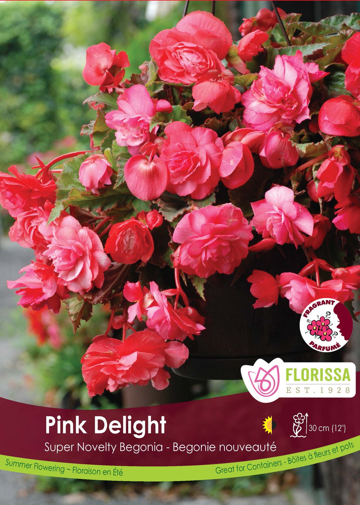 Begonia - Sup. Novelty Pink Delight Retail Pkg