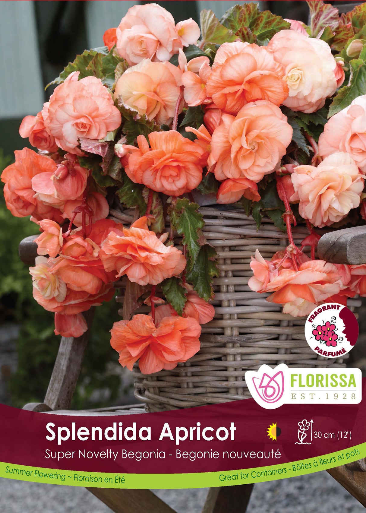 Begonia - Sup. Novelty Splendida Apricot Retail Pkg