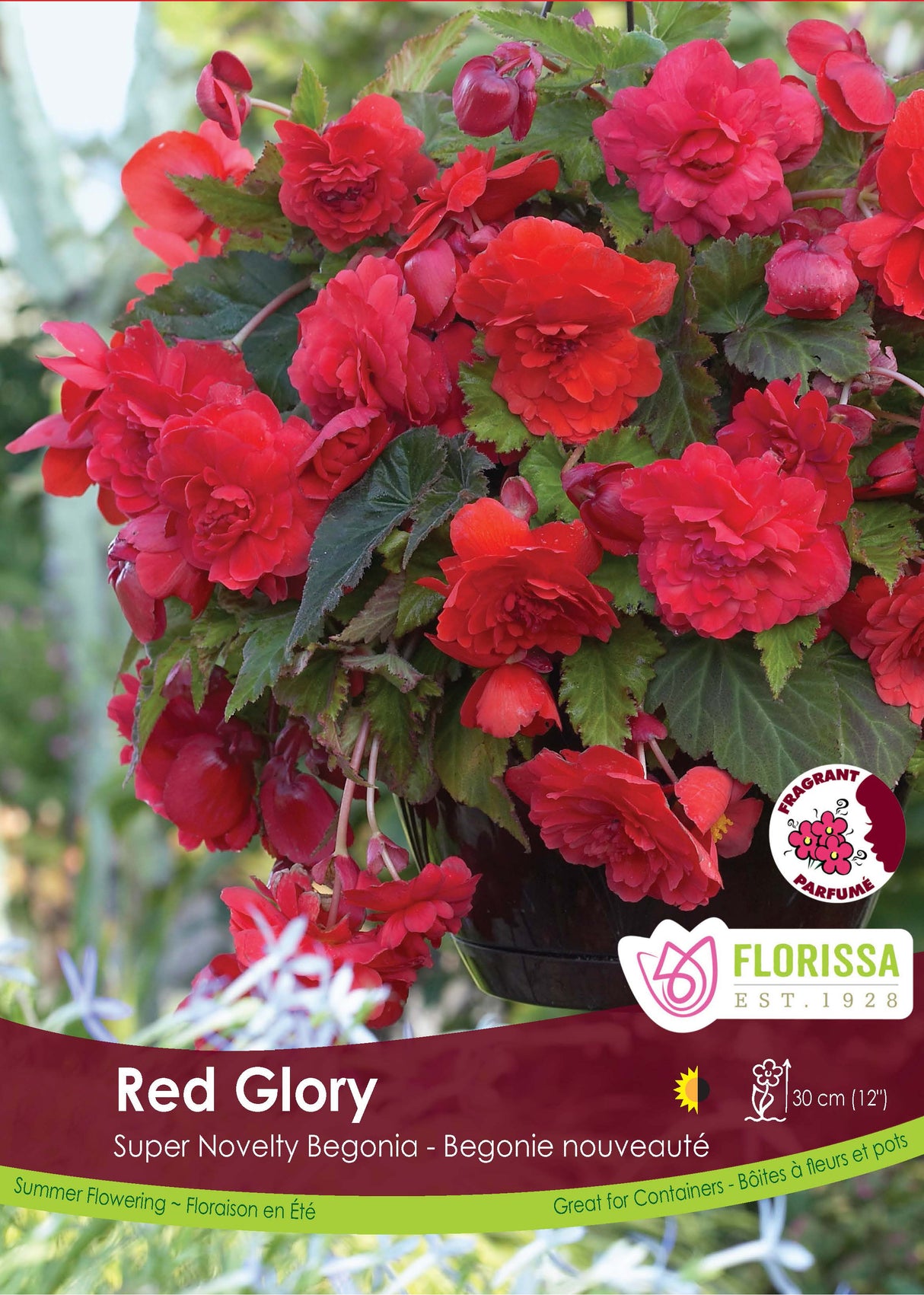 Begonia - Sup. Novelty Red Glory Retail Pkg