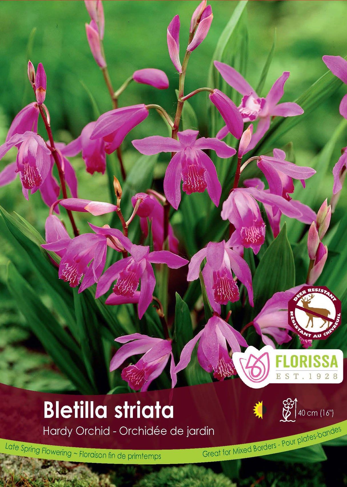 Bletilla - Striata Retail