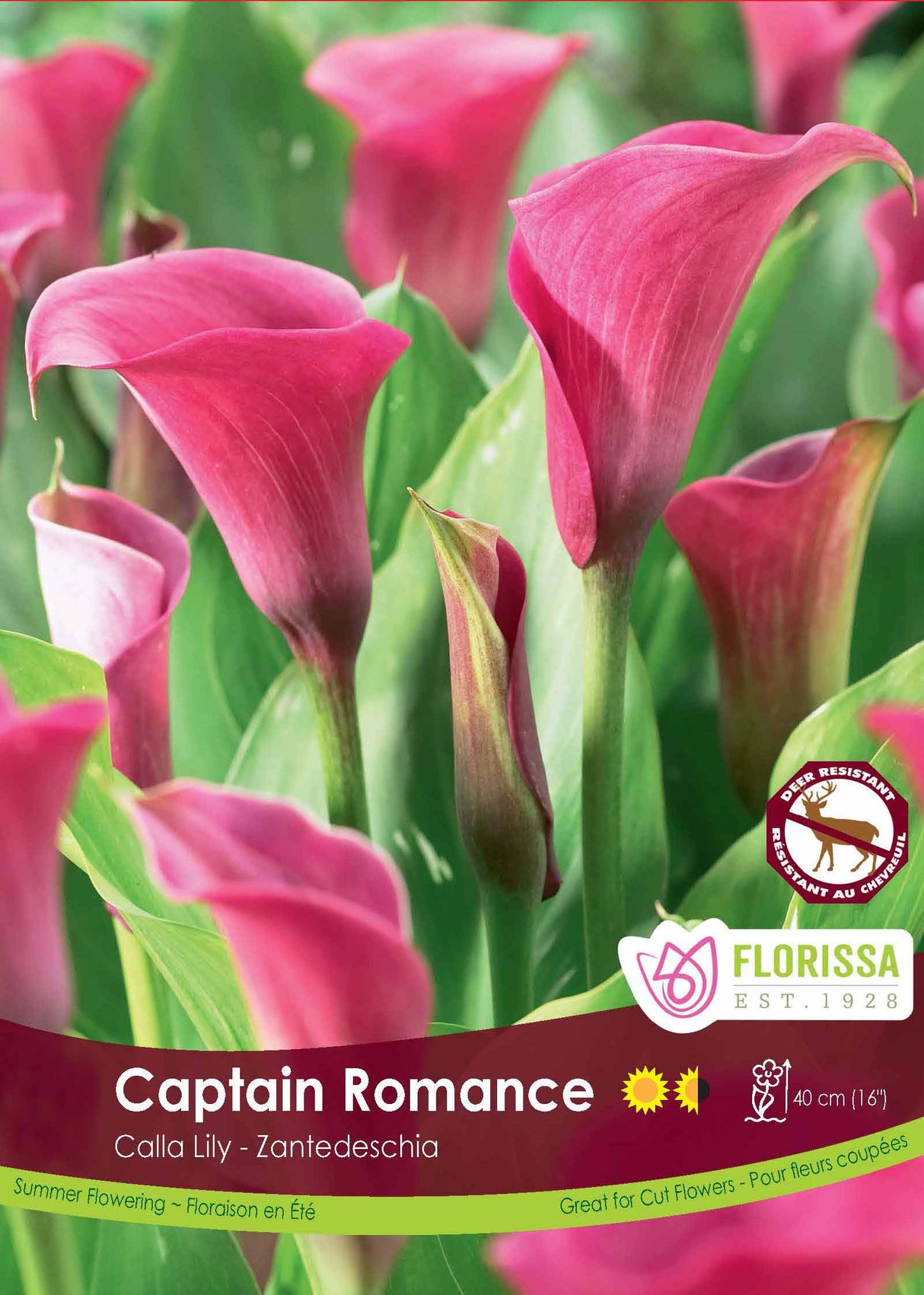 Calla Lily Zantedeschia - Captain Romance Bulk