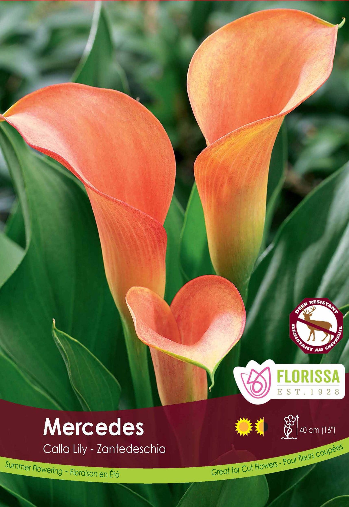 Calla Lily Zantedeschia - Mercedes Bulk