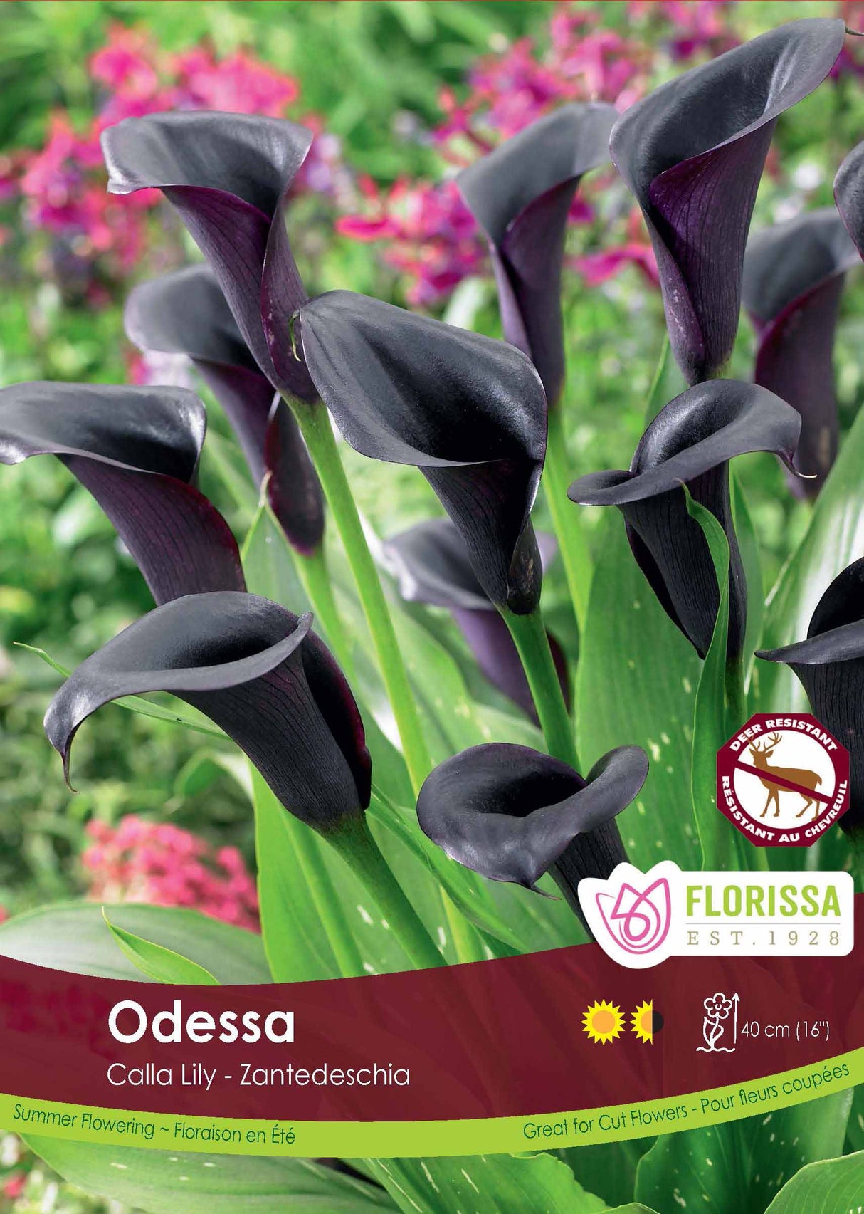 Calla Lily Zantedeschia - Odessa Bulk