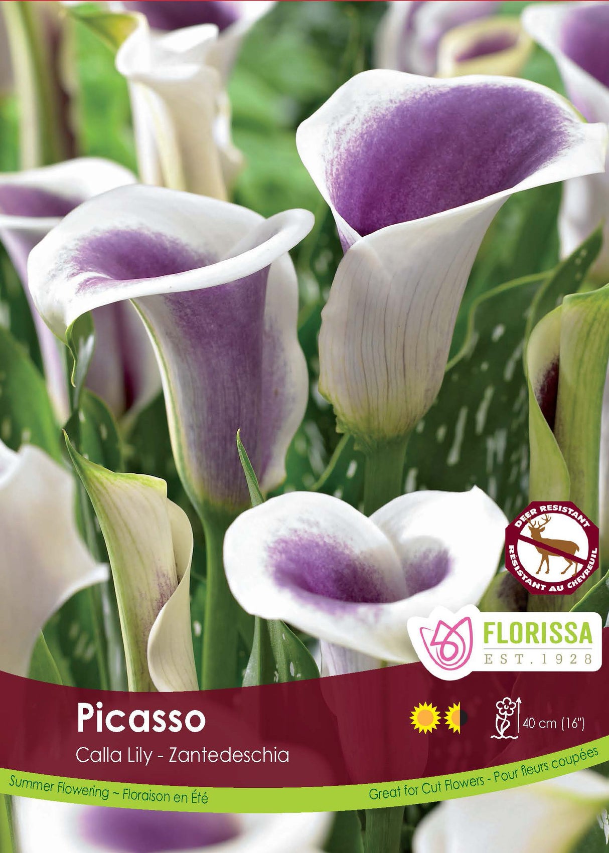 Calla Lily Zantedeschia - Picasso Retail Pkg