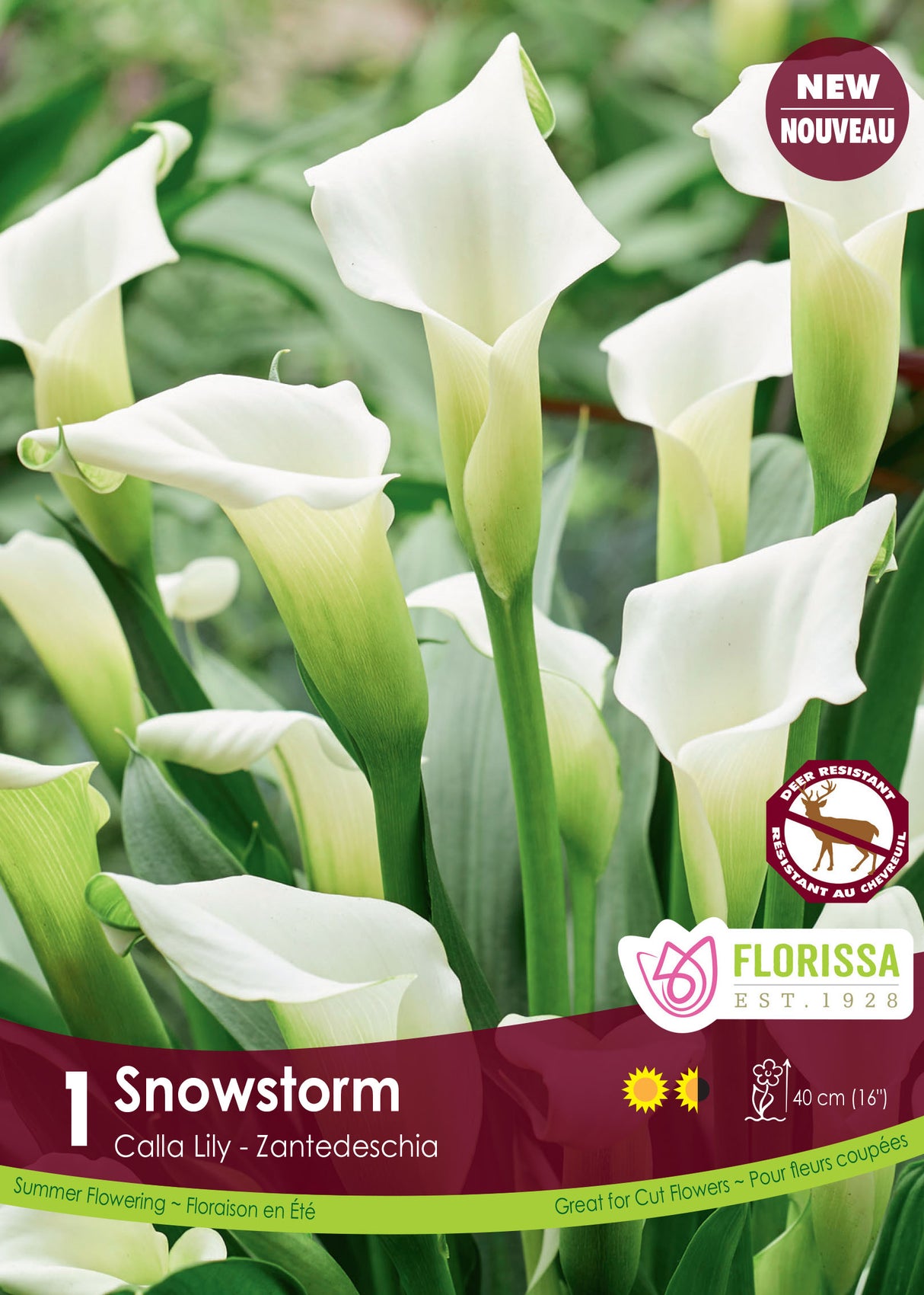 Calla Lily Zantedeschia - Snowstorm Retail Pkg