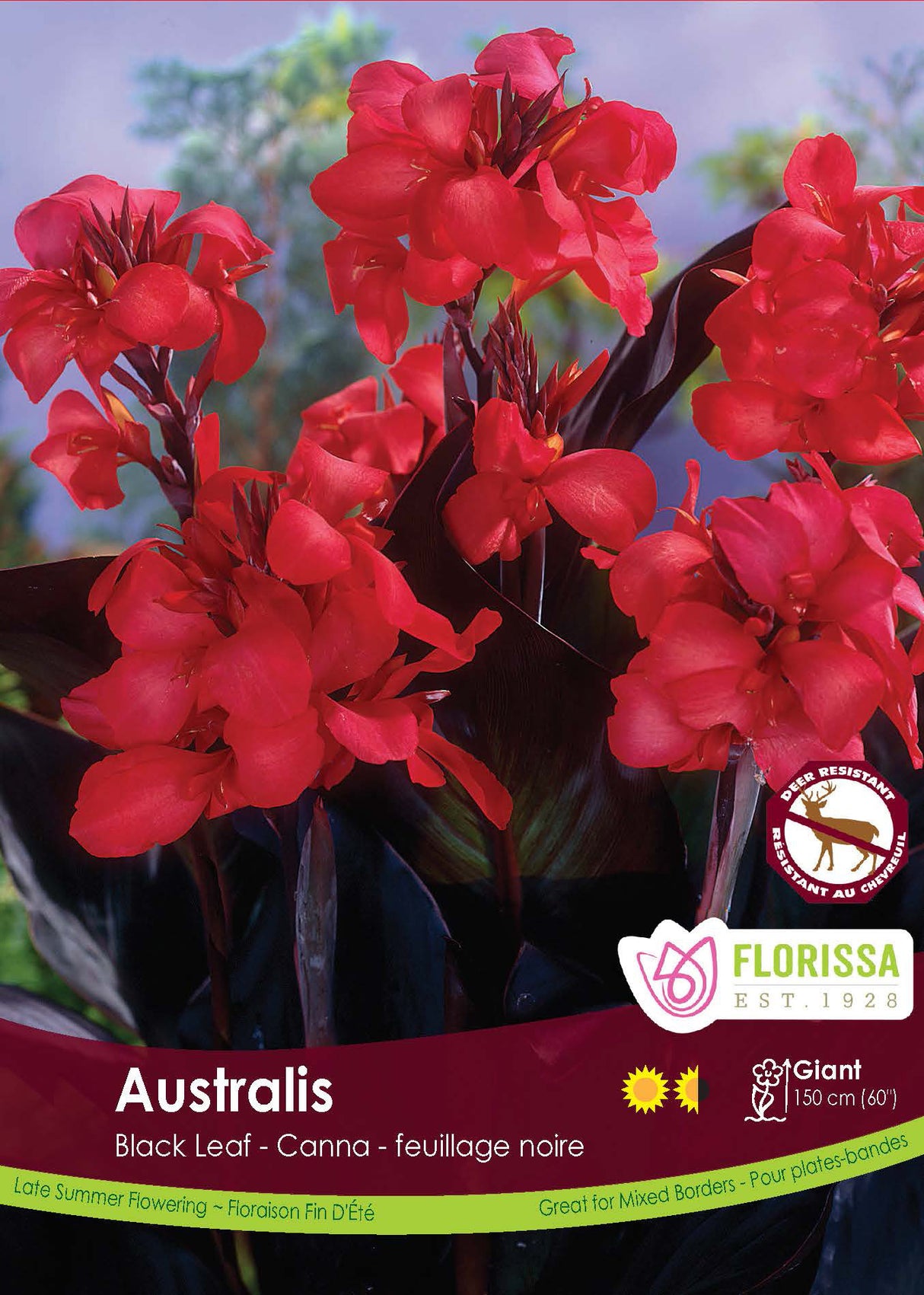 Canna Novelty - Australis Blackleaf Retail Pkg