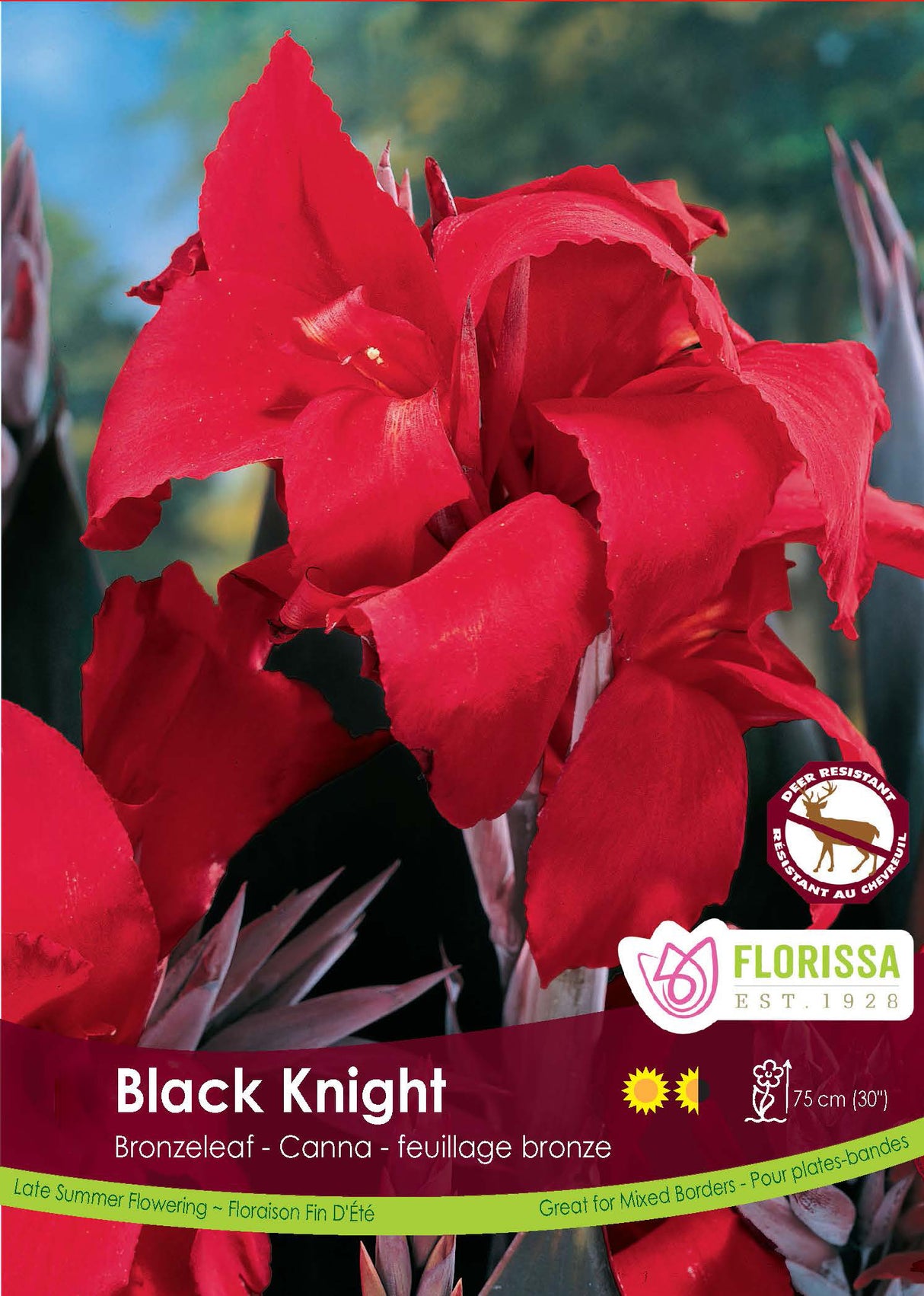 Canna Bronzeleaf - Black Knight Retail Pkg