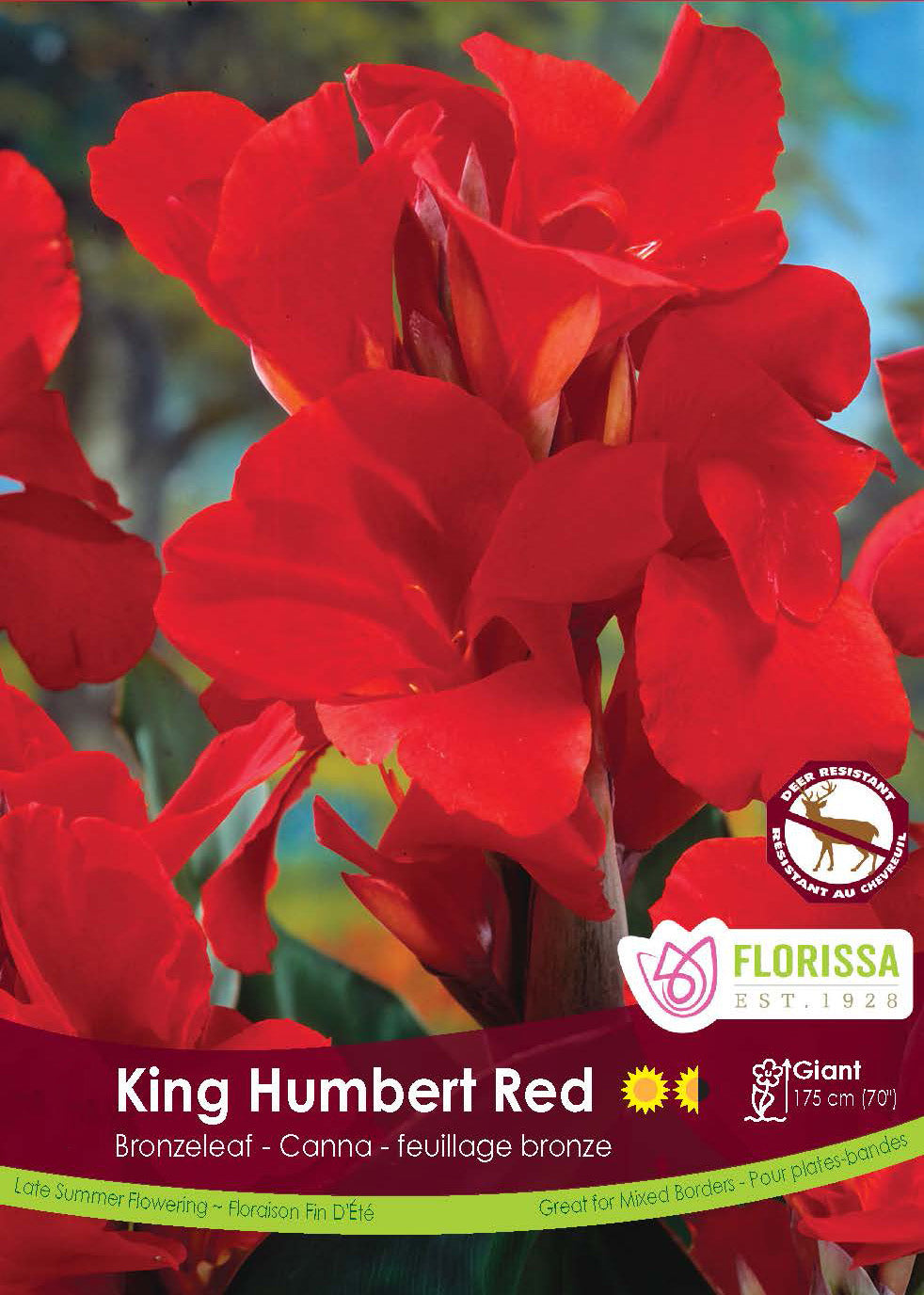 Canna Bronzeleaf - Red King Humbert Bulk