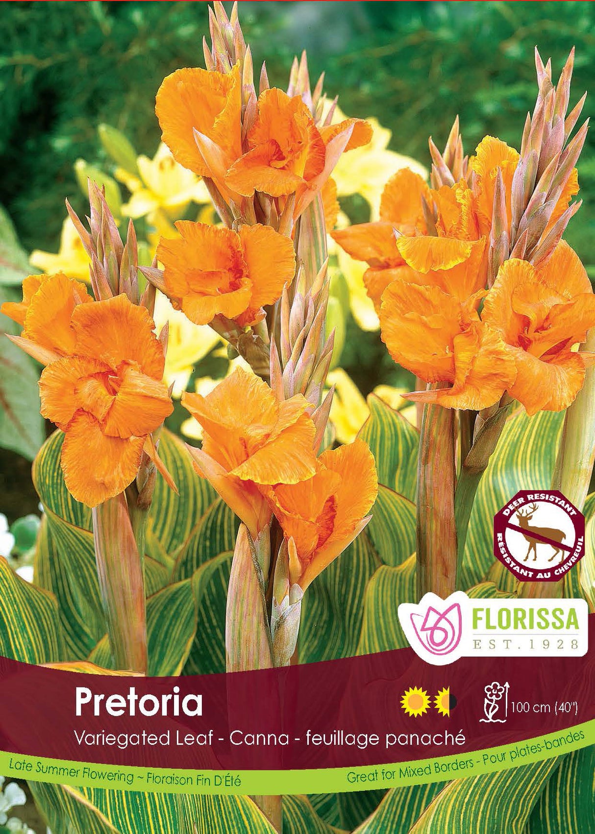 Canna Variegated Leaf - Pretoria Retail Pkg