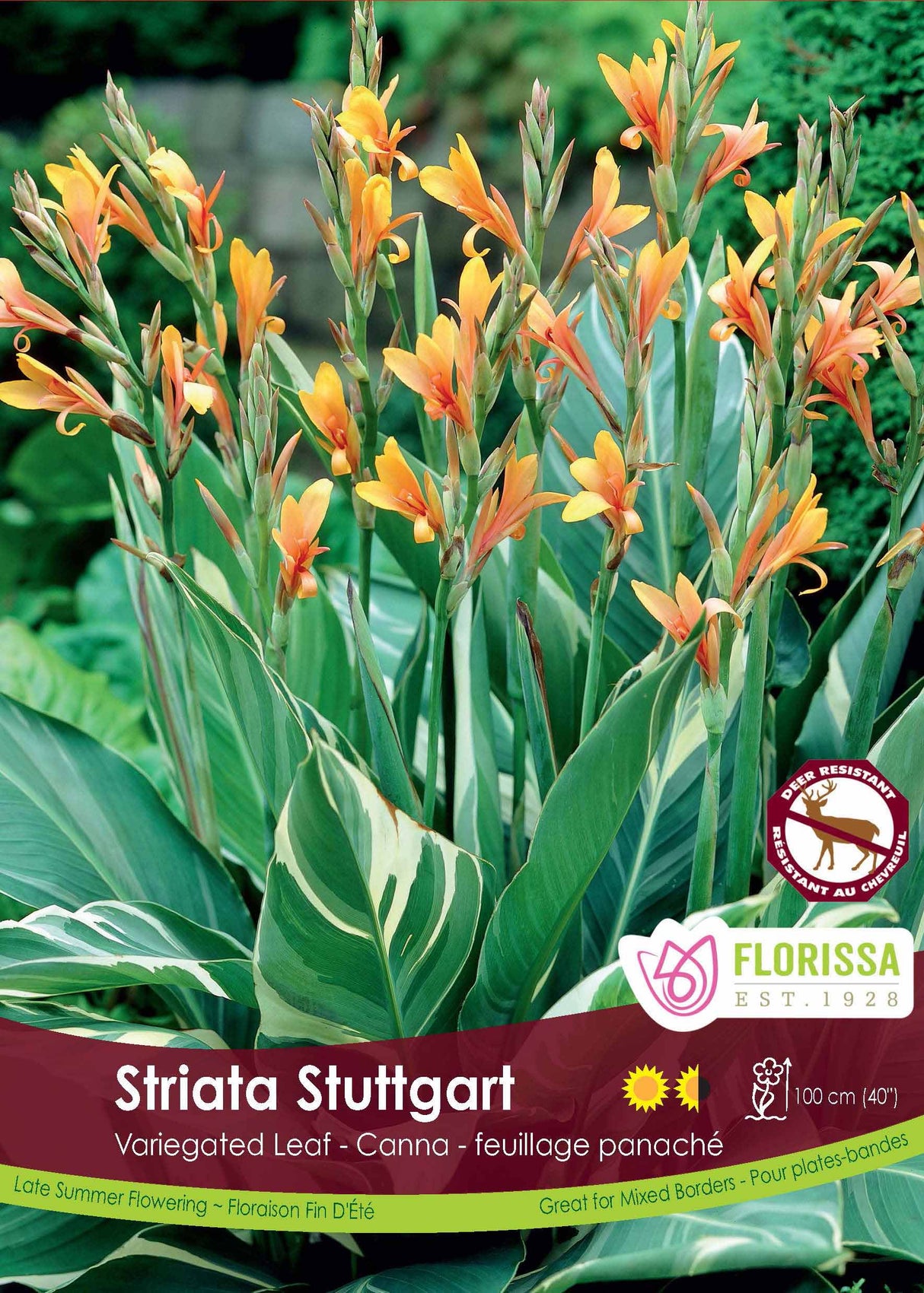 Canna Variegated Leaf - Stuttgart Bulk