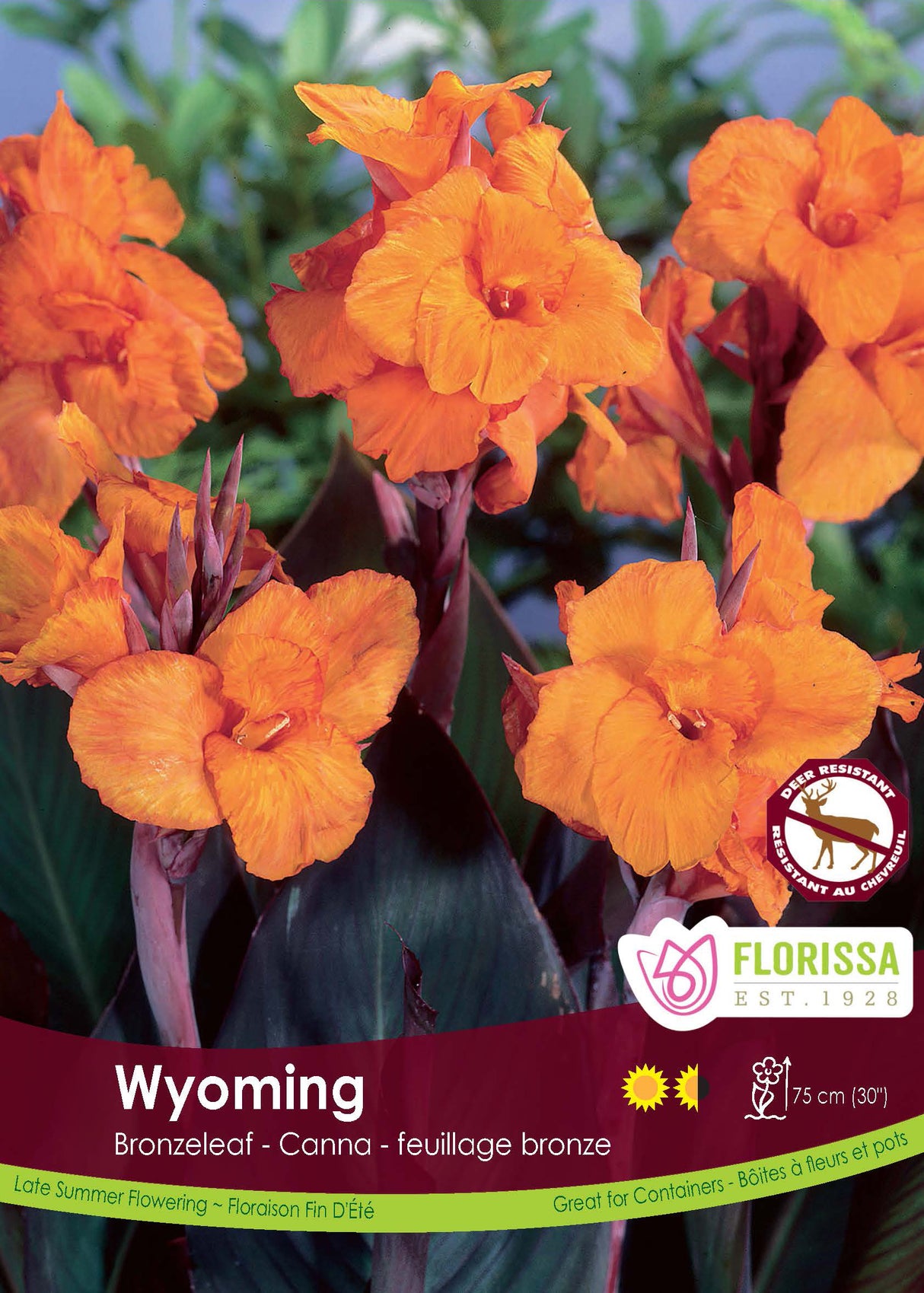 Canna Bronzeleaf - Wyoming Bulk