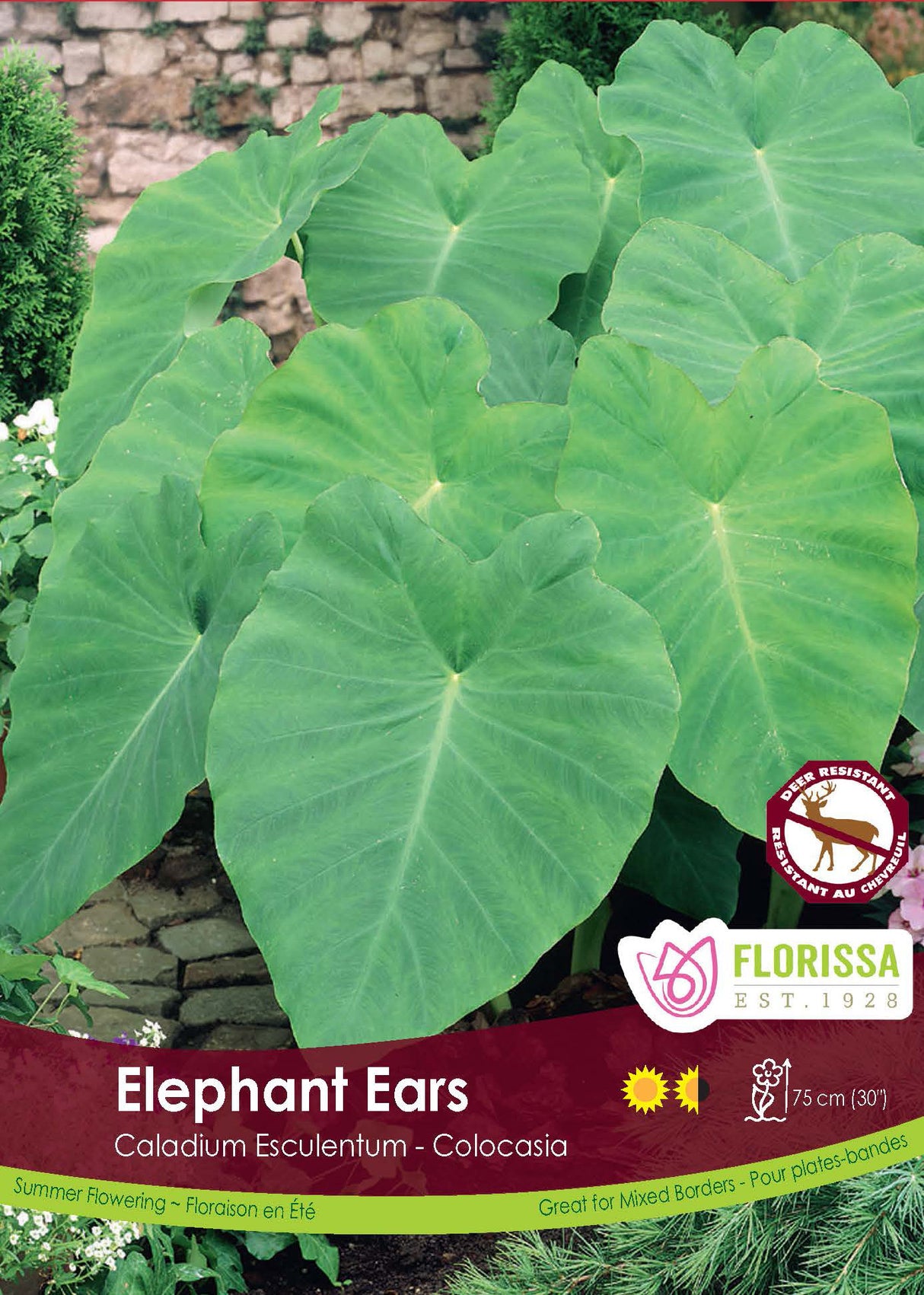 Colocasia - Elephant Ears Giant Retail Crate