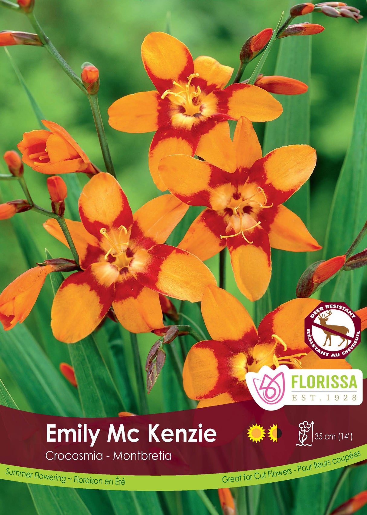 Crocosmia - Emily MacKenzie Retail