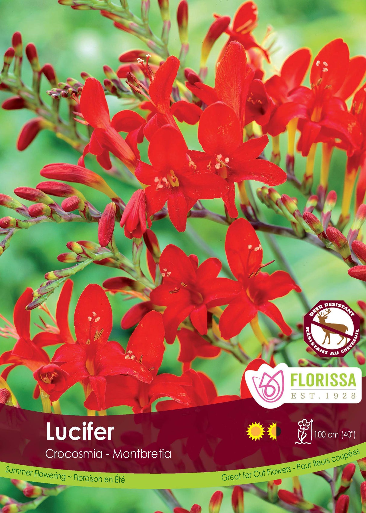 Crocosmia - Lucifer Retail