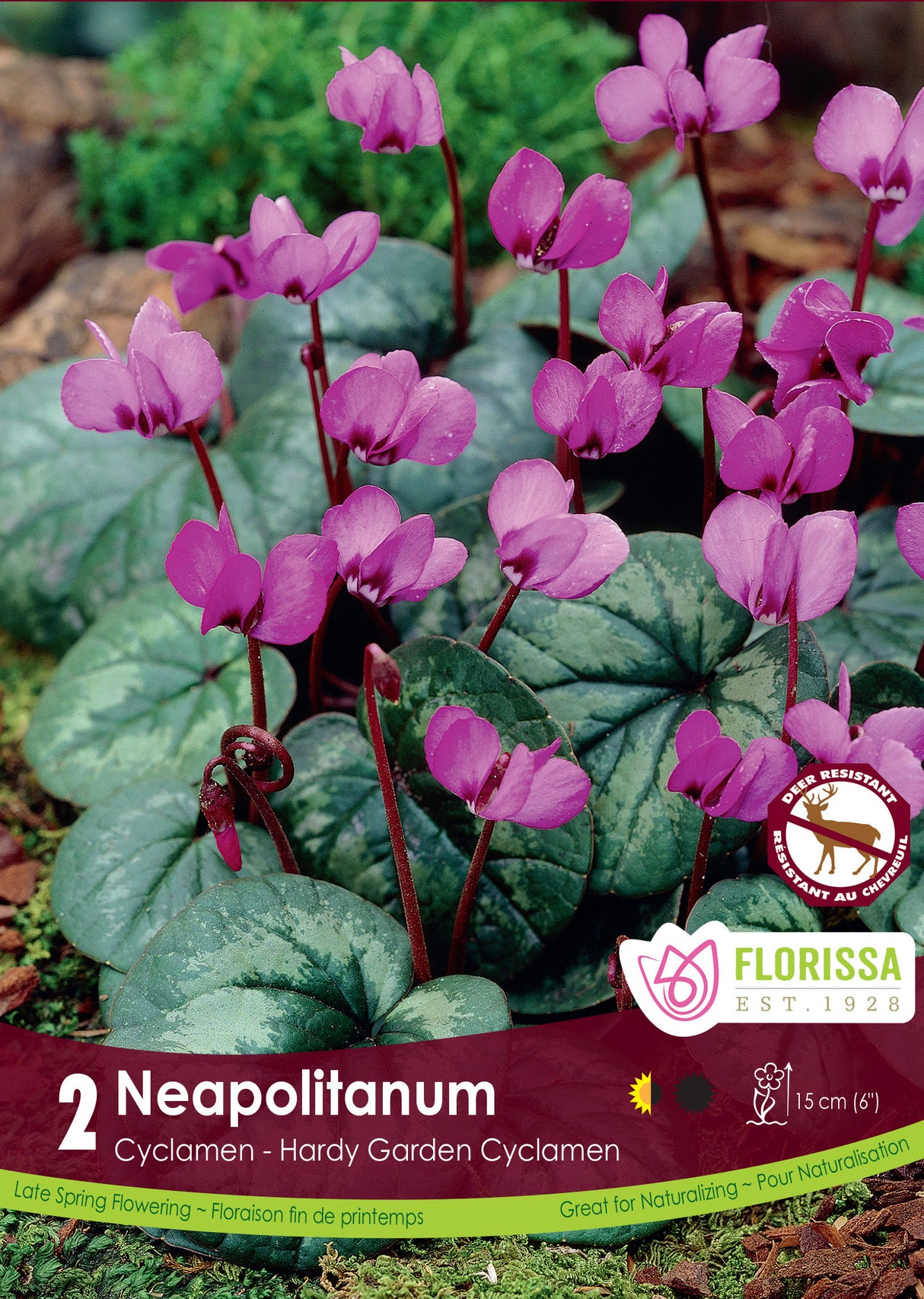 Cyclamen - Neapolitanum