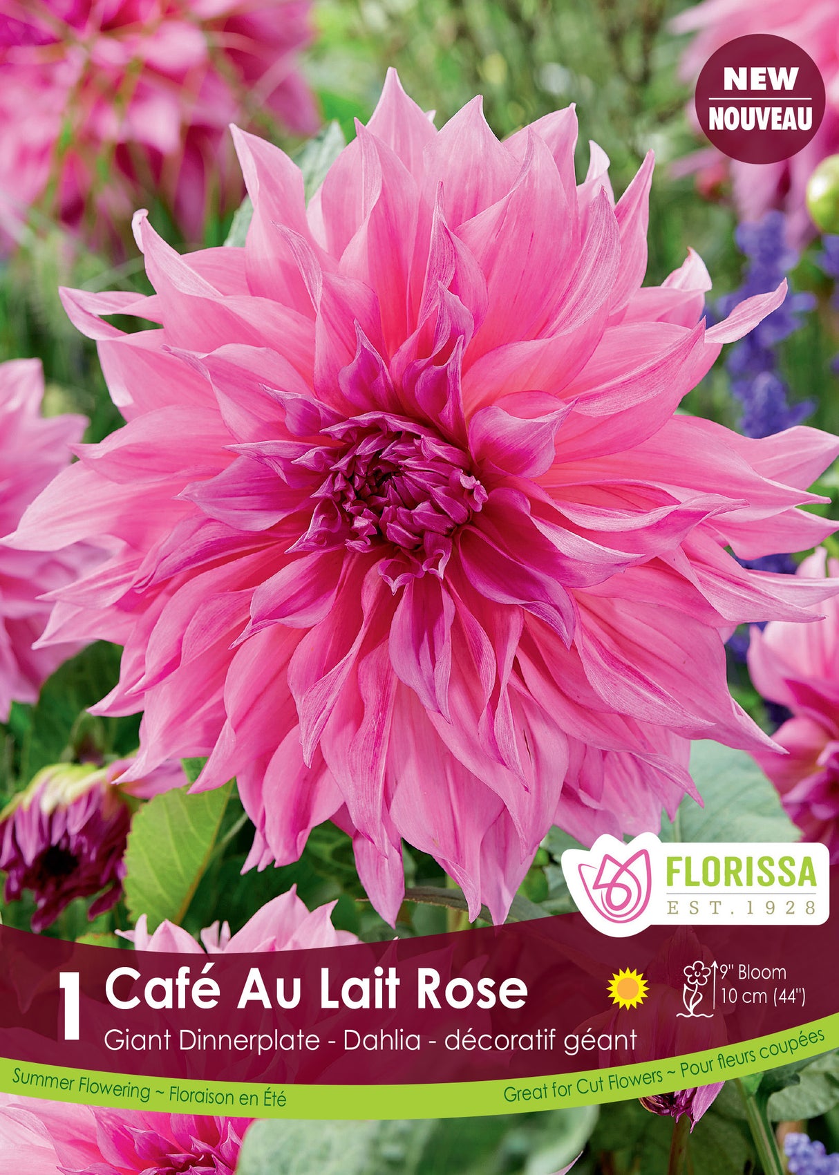 Dahlia Giant Dinnerplate - Café au Lait Rose Retail Pkg