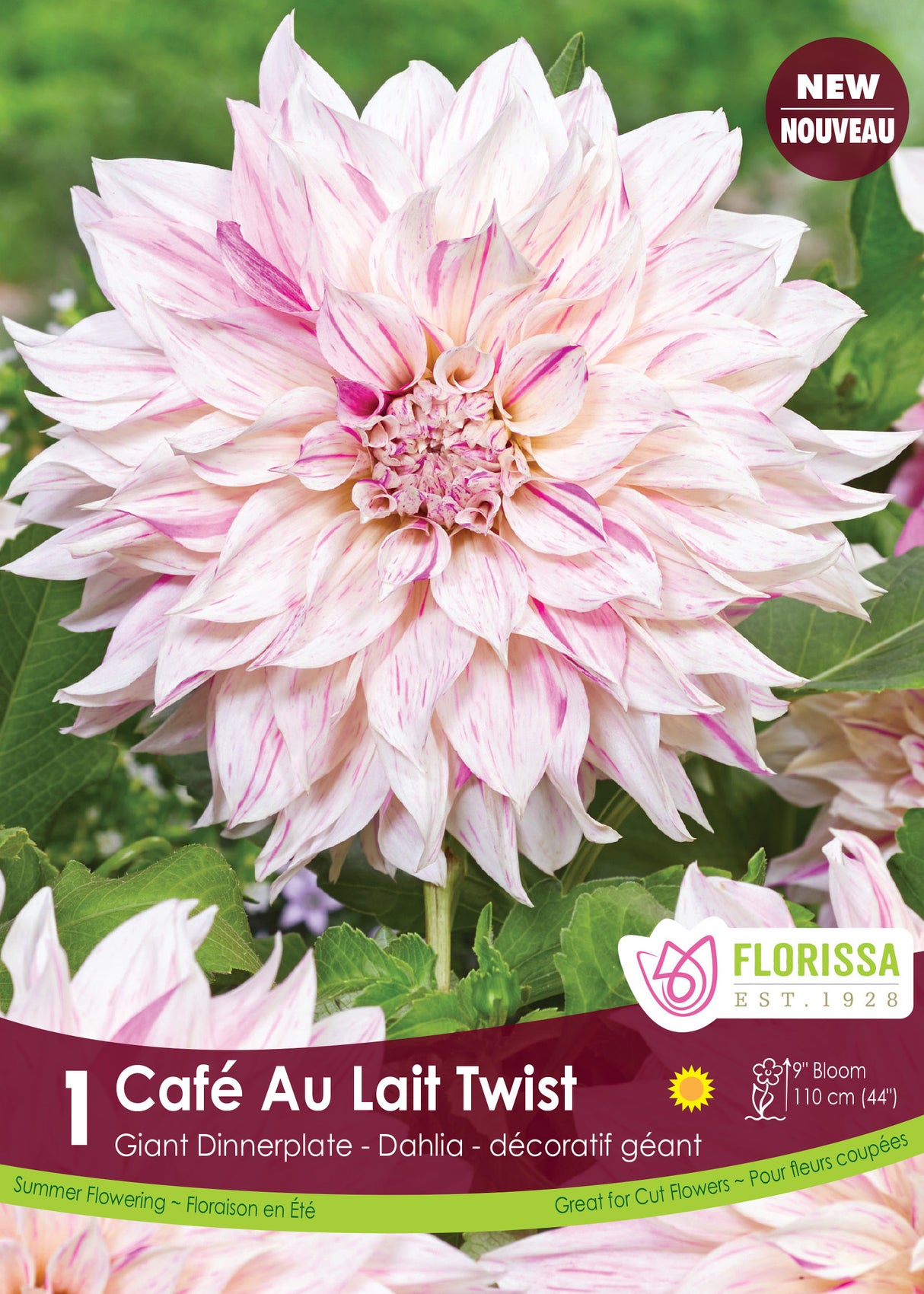 Dahlia Giant Dinnerplate - Café au Lait Twist Retail Pkg