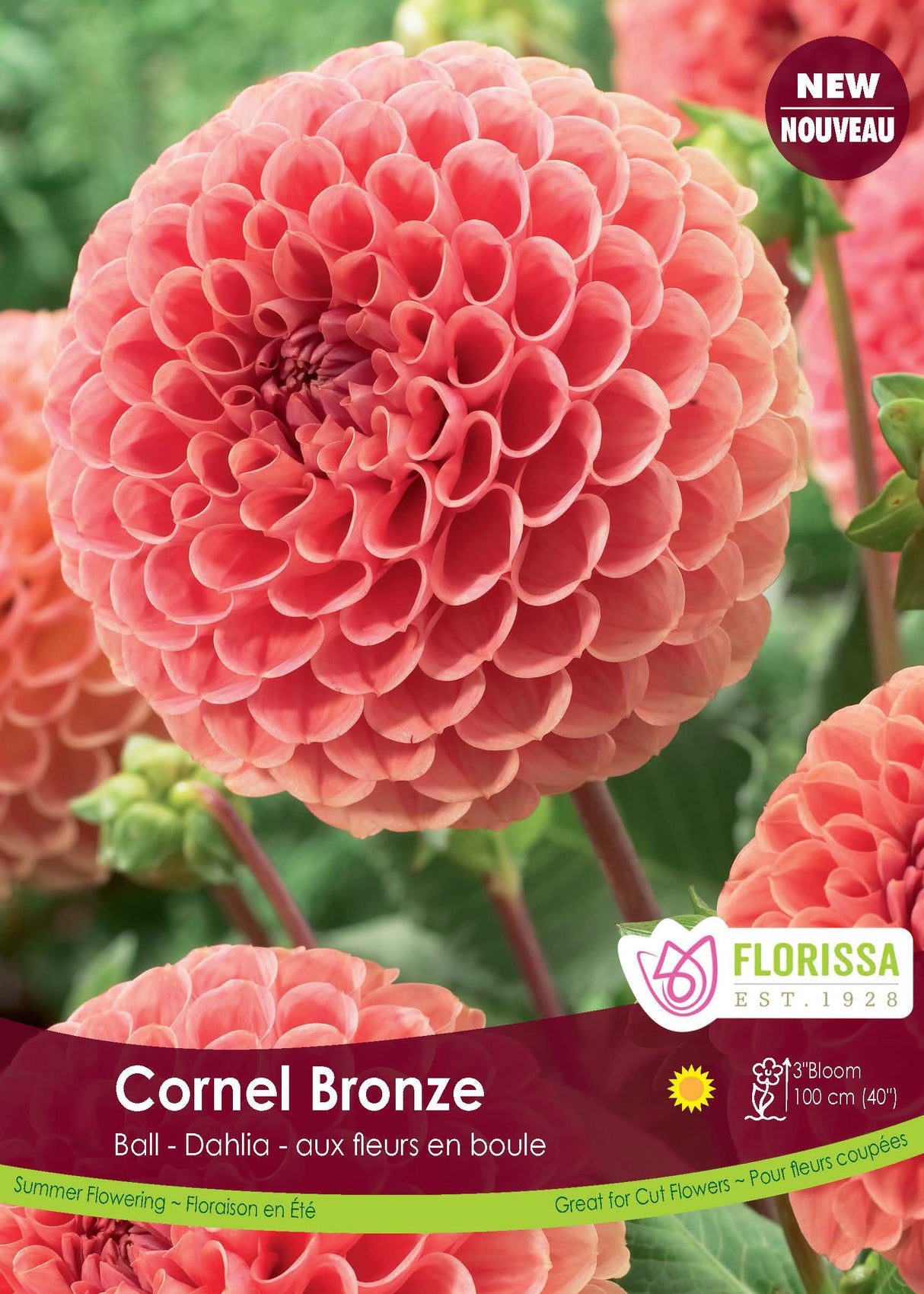 Dahlia Ball - Cornel Bronze Retail