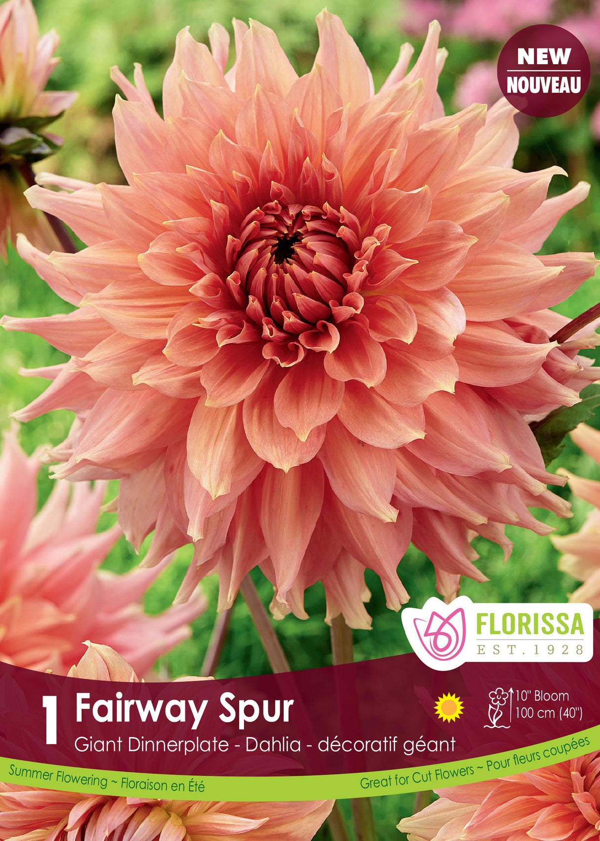 Dahlia Giant Dinnerplate - Fairway Spur Retail Pkg