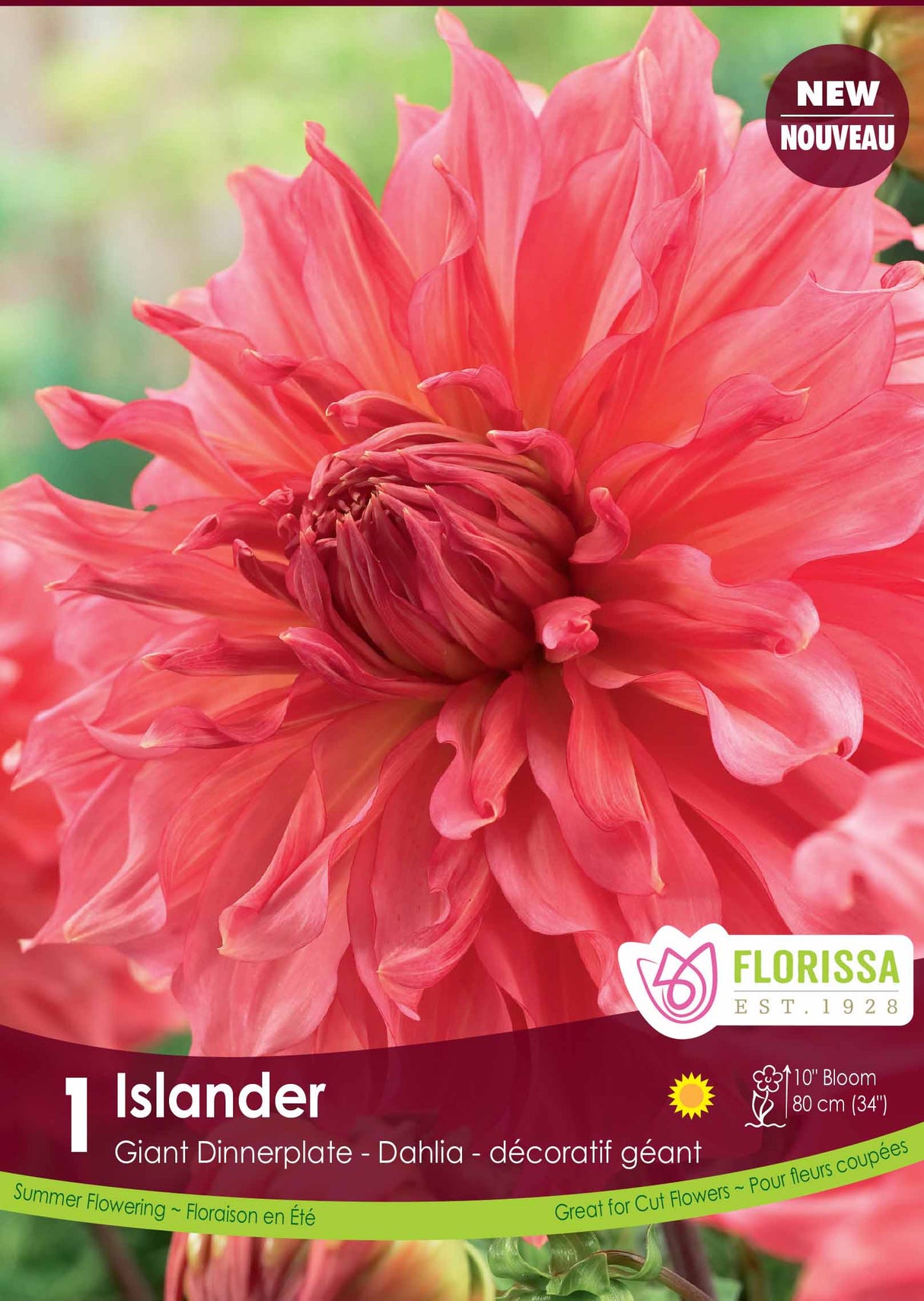 Dahlia Giant Dinnerplate - Islander Retail Pkg