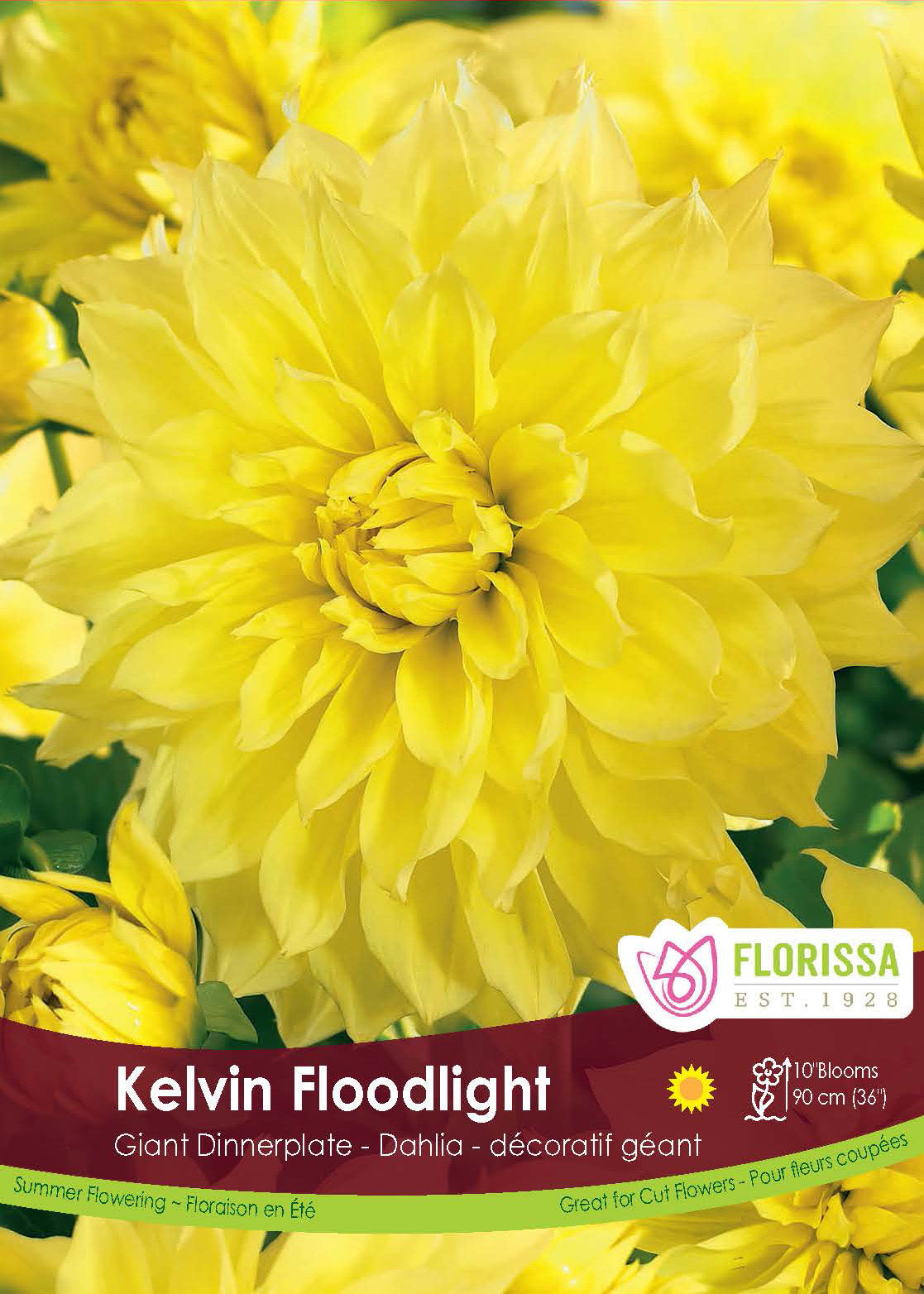 Dahlia Giant Dinnerplate - Kelvin Floodlight Retail Pkg