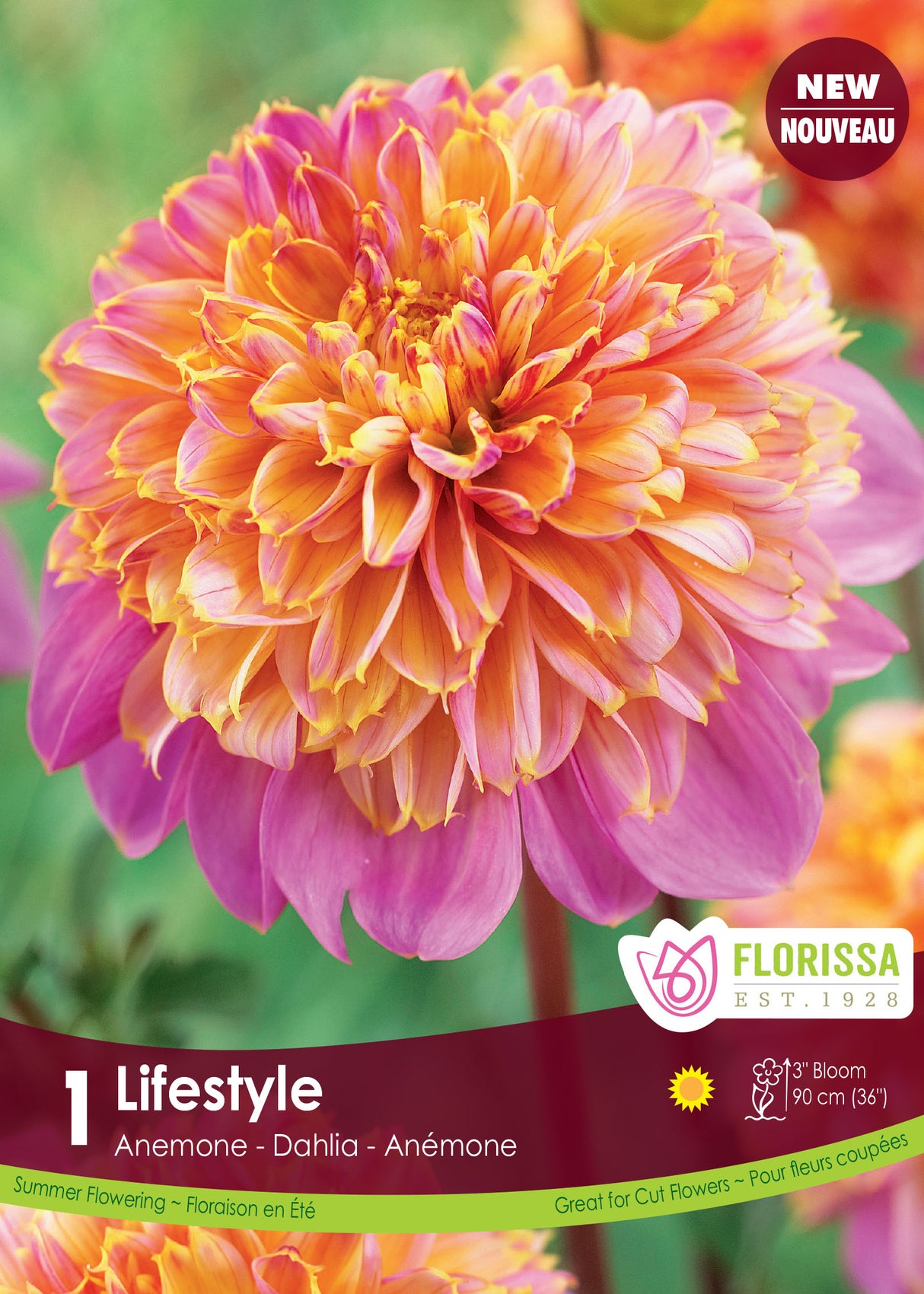 Dahlia Anemone - Life Style Retail