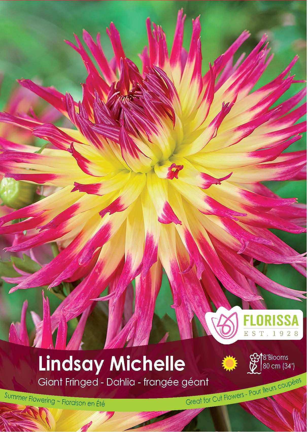 Dahlia Fringed - Lindsay Michelle Retail Pkg