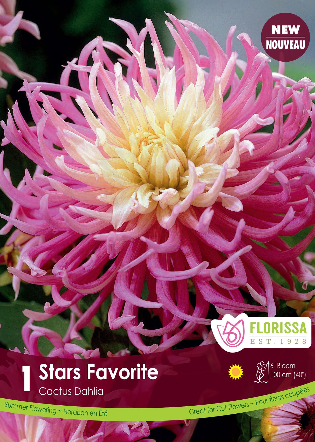 Dahlia Fringed - Stars Favorite Retail Pkg