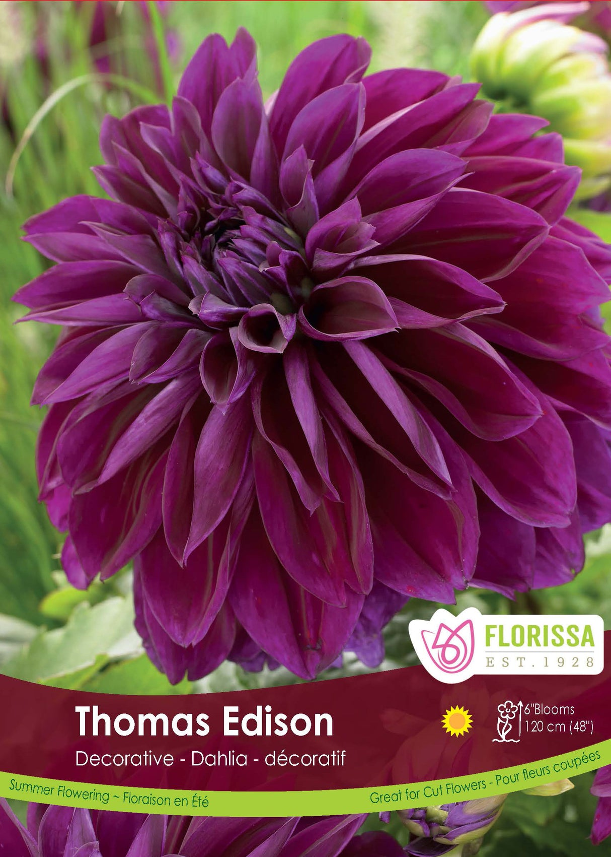 Dahlia Decorative - Thomas Edison Retail Pkg