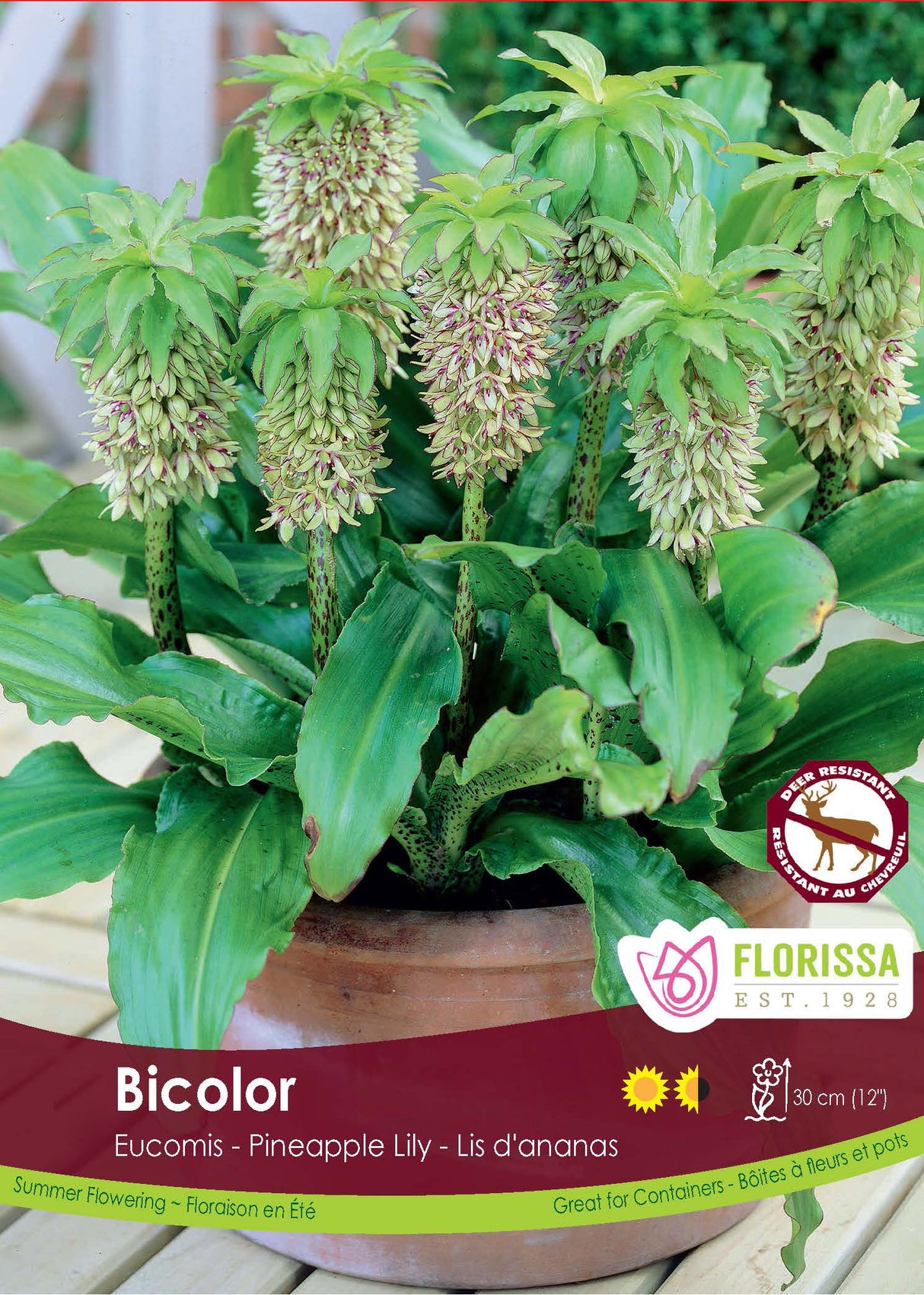 Eucomis - Bicolor