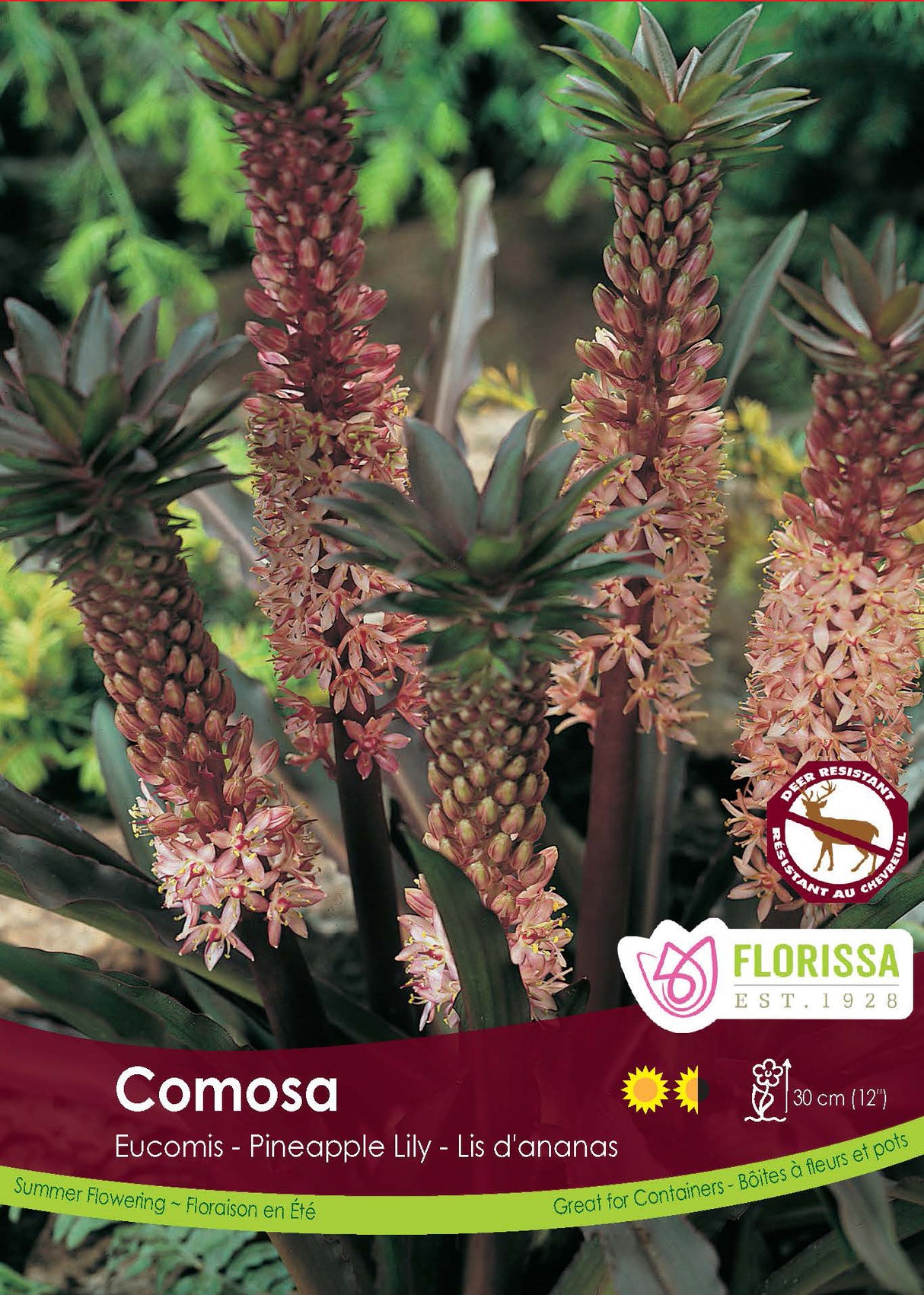 Eucomis - Pink