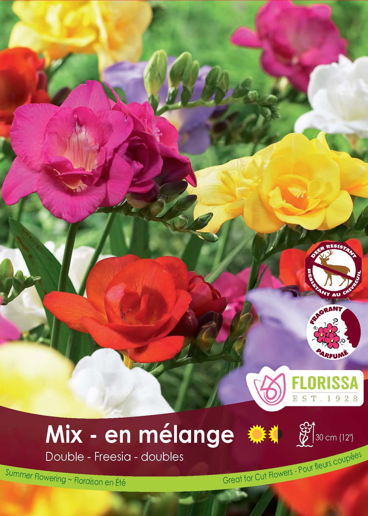 Freesia - Double Mixed