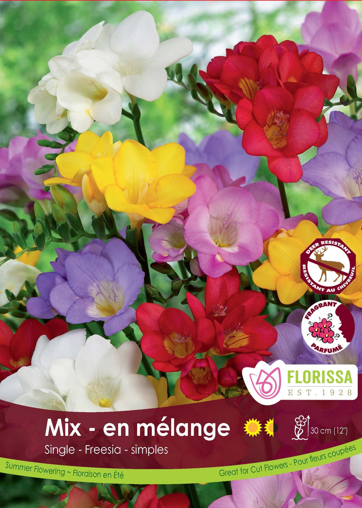 Freesia - Single Mixed