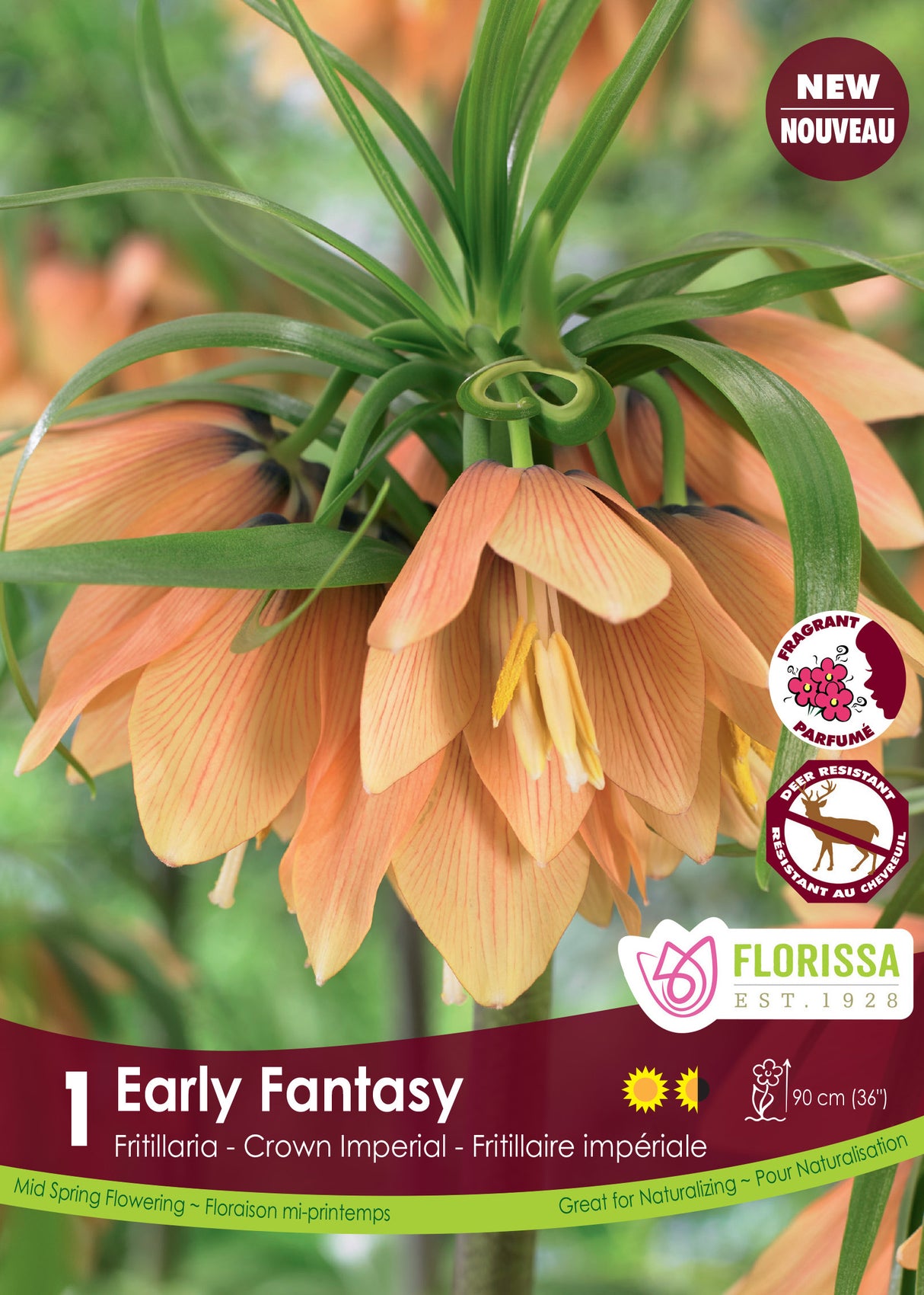 Fritillaria - Early Fantasy Retail