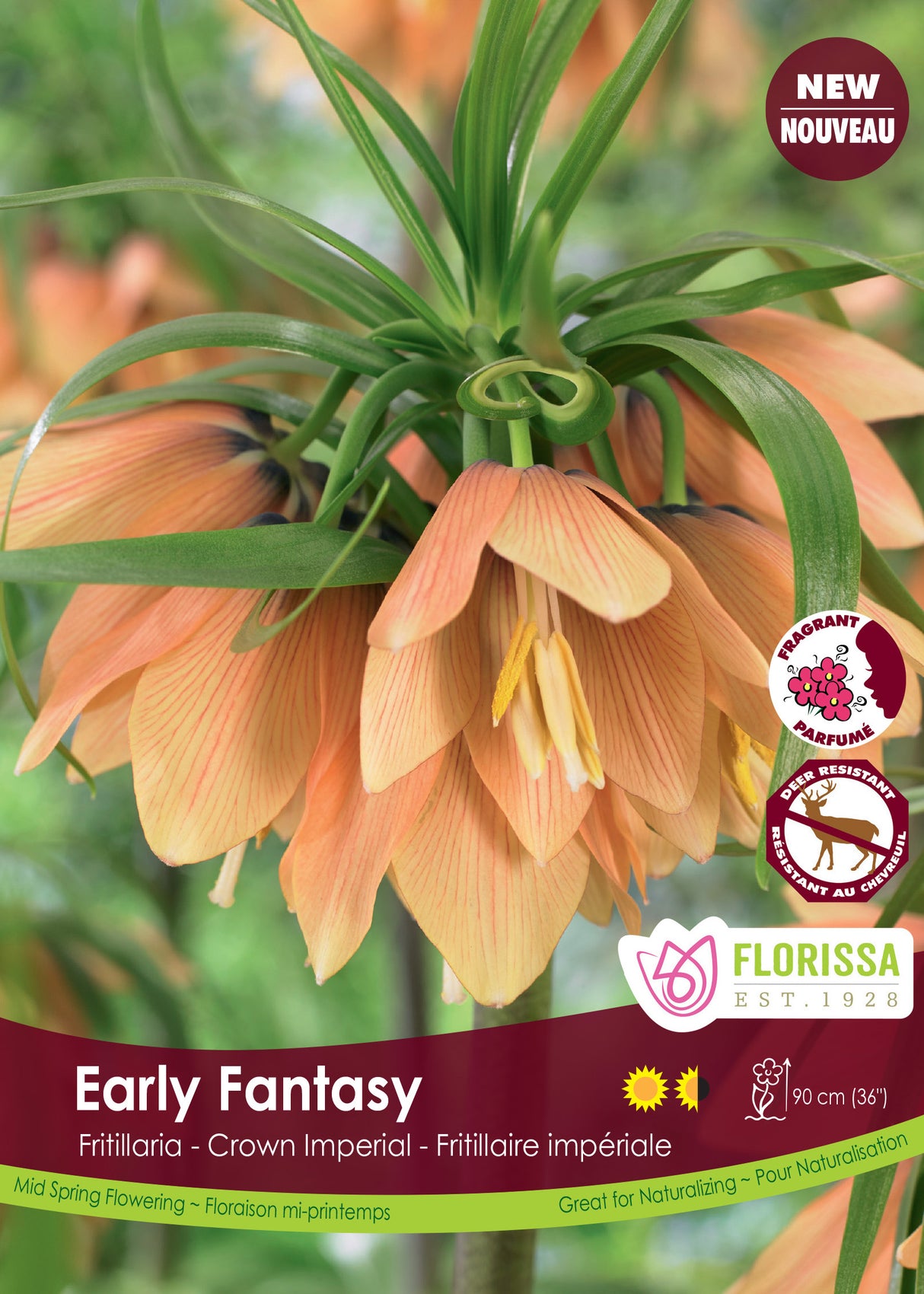 Fritillaria - Early Fantasy Bulk
