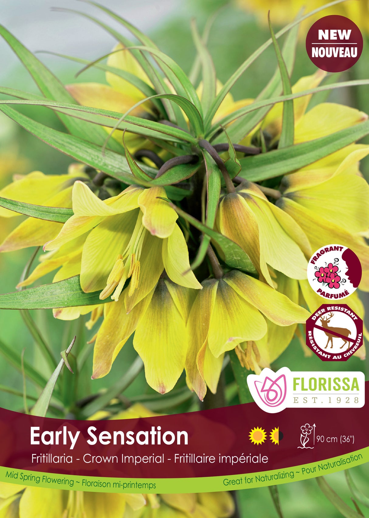 Fritillaria - Early Sensation Bulk