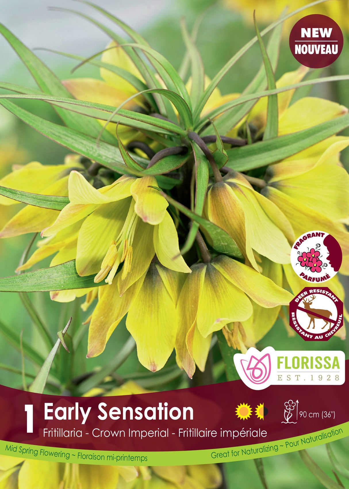 Fritillaria - Early Sensation Retail
