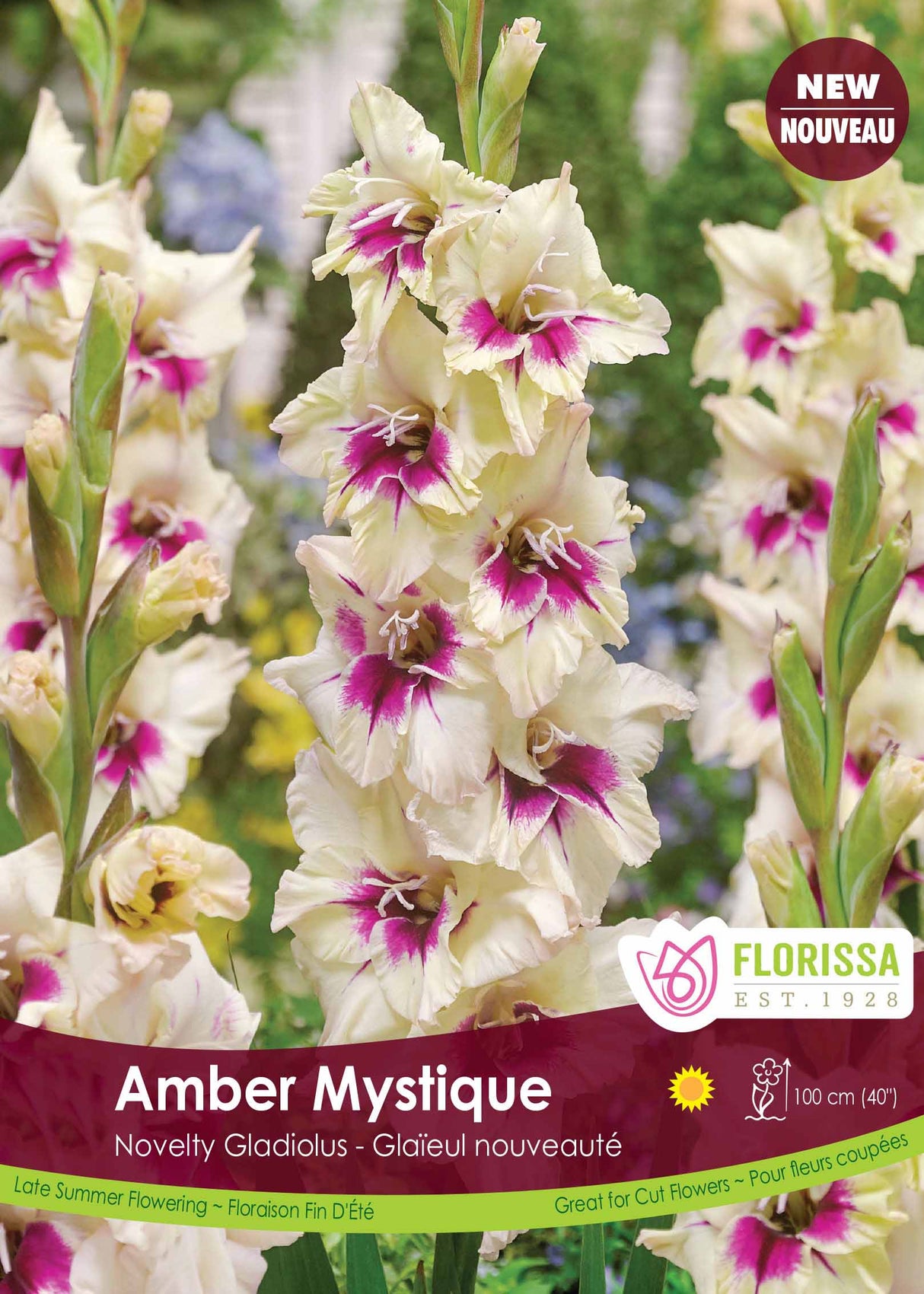 Gladiolus - Amber Mystique Bulk