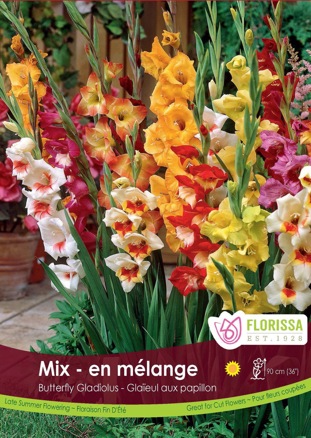 Gladiolus - Butterfly Mixed Promo Pkg