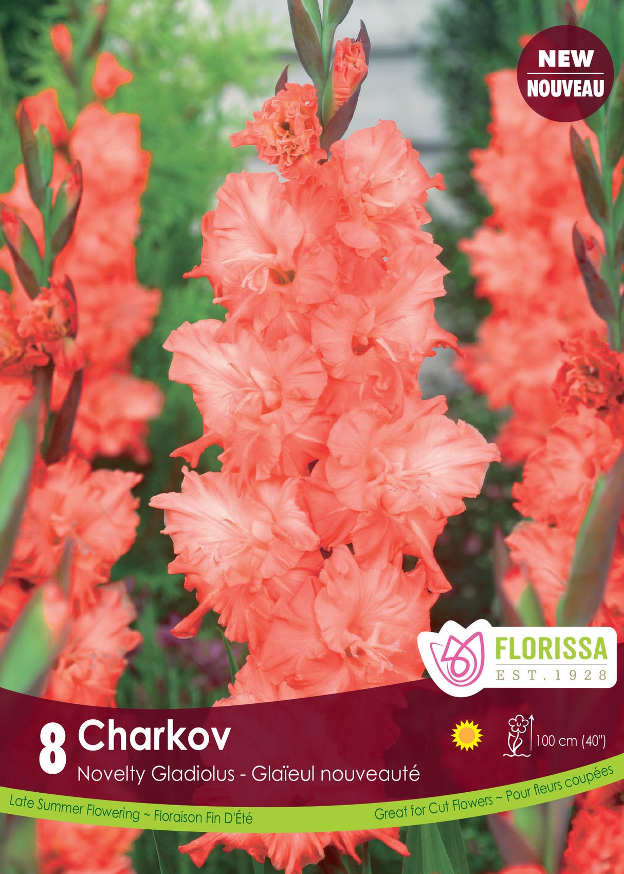 Gladiolus - Charkov Retail