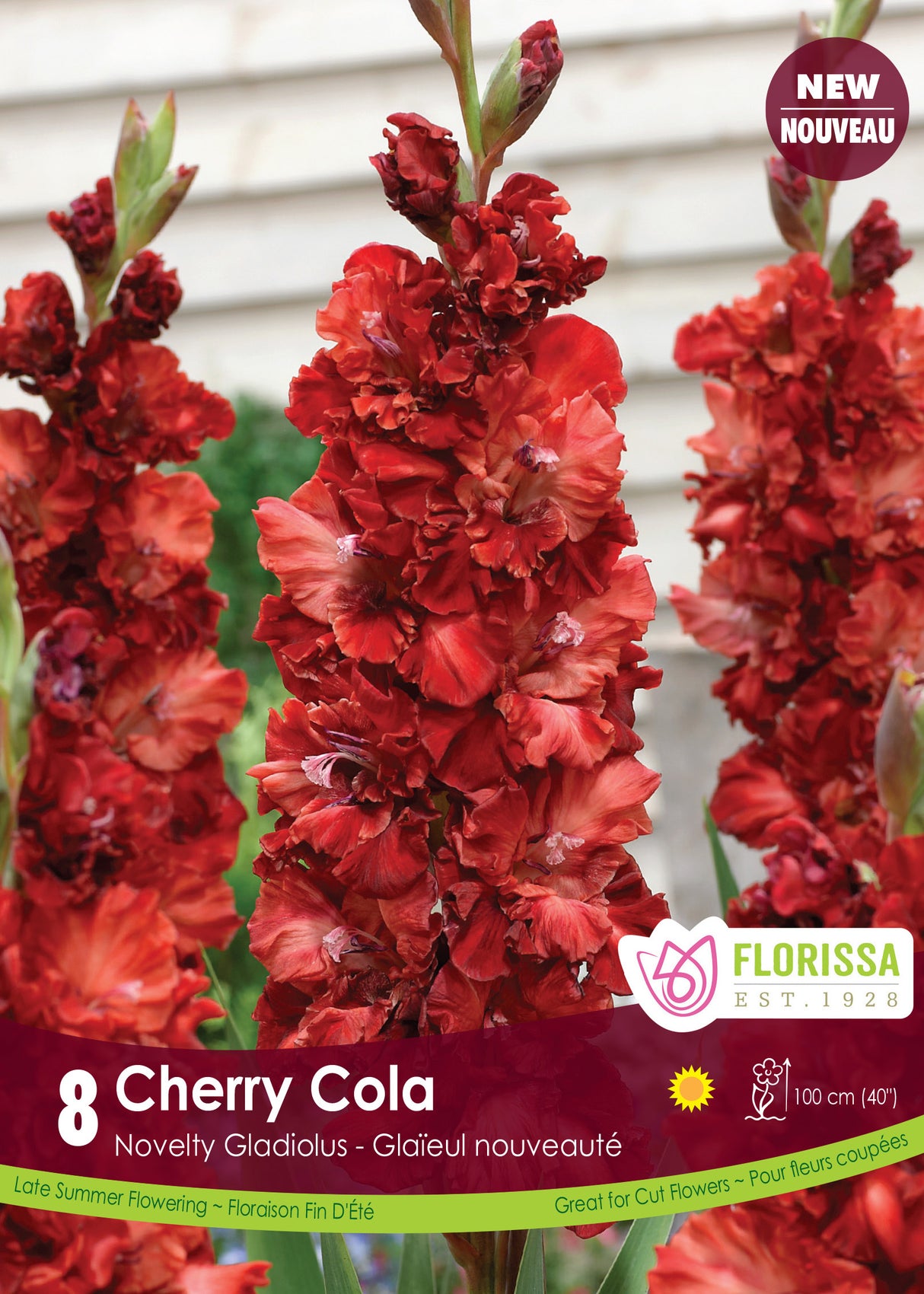 Gladiolus - Cherry Cola Retail