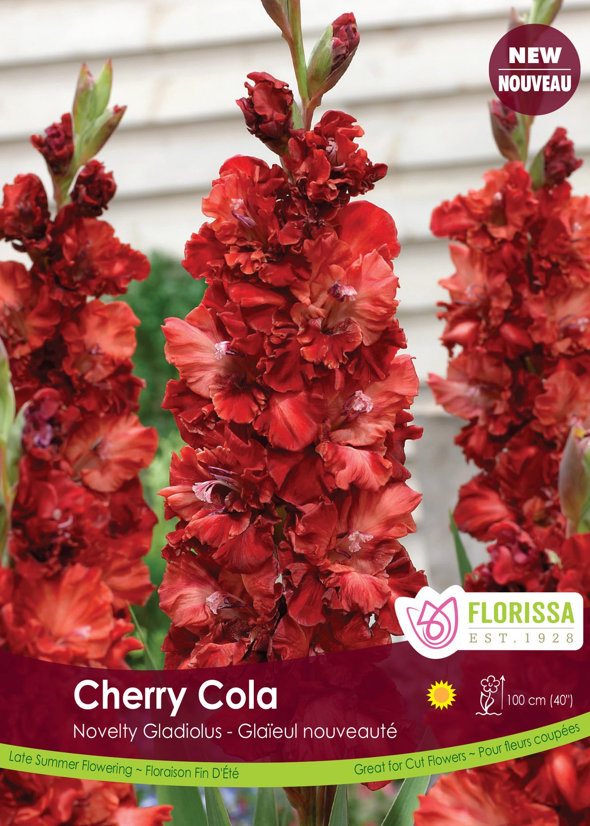 Gladiolus - Cherry Cola Bulk
