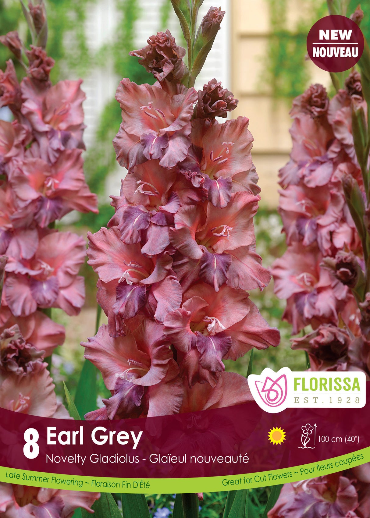 Gladiolus - Earl Grey Retail