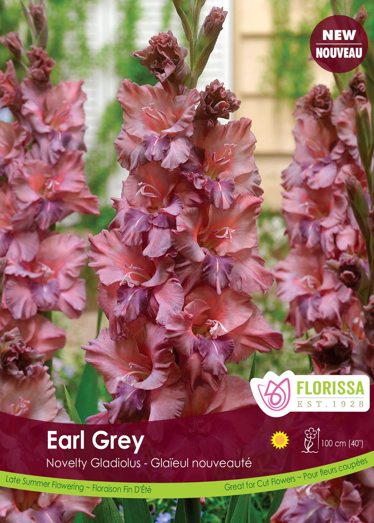 Gladiolus - Earl Grey Bulk