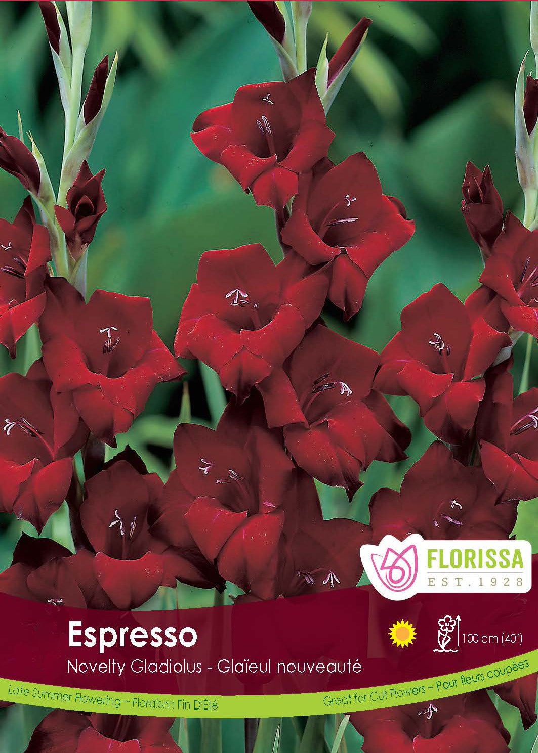 Gladiolus - Espresso Bulk