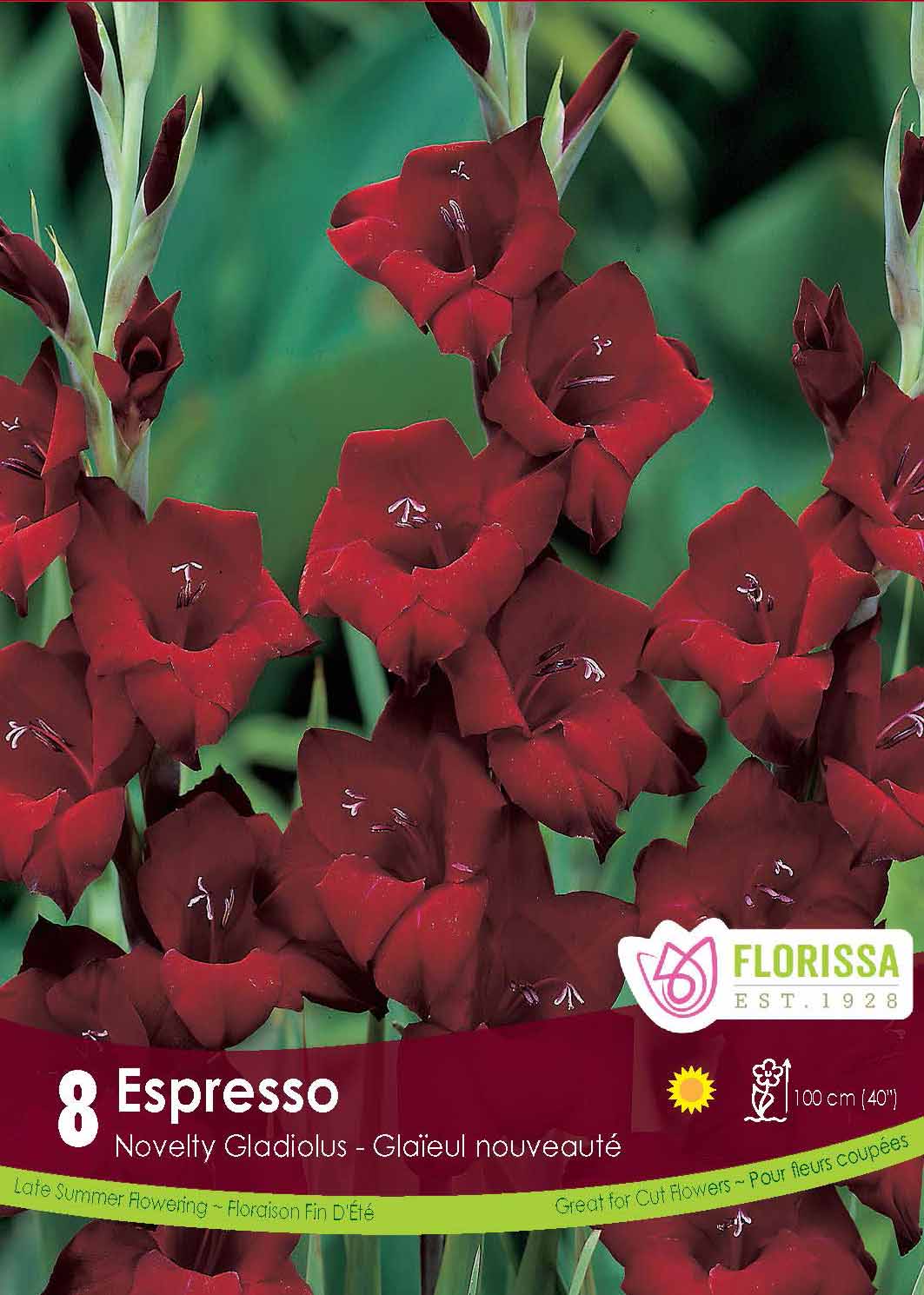 Gladiolus - Espresso Retail
